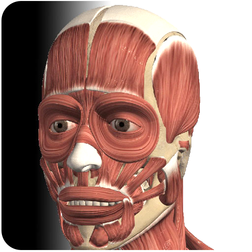 Visual Muscles 3D