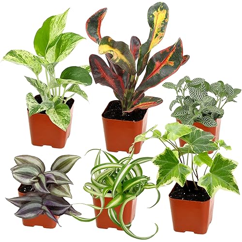 Easy to Grow Houseplants (6PK), Live House Plants in Plant Containers, Growers Choice Plant Set in Planters with Potting Soil Mix, Home Decor Planting Kit or Outdoor Garden Gifts by Plants for Pets
