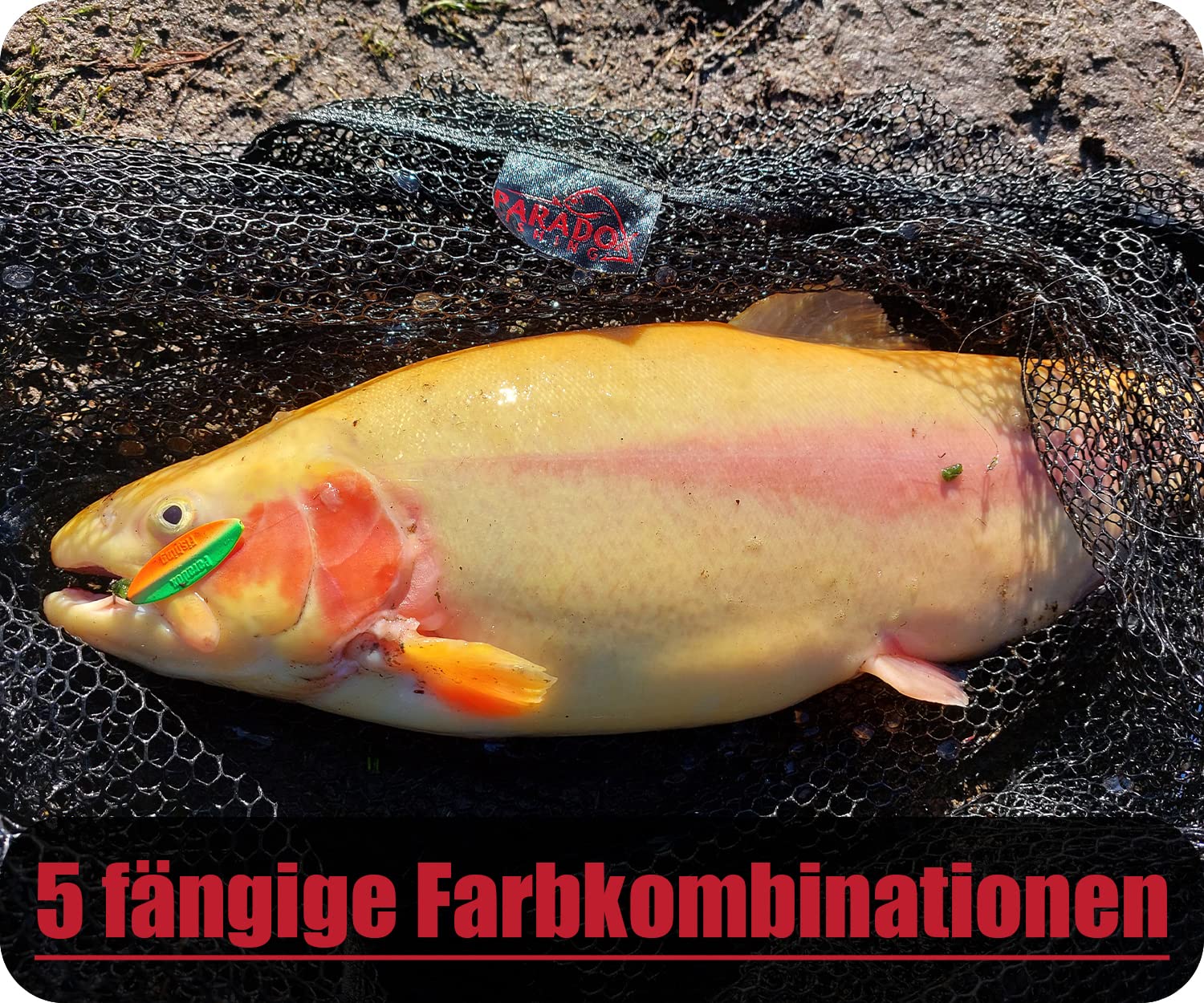 Paradox Fishing Lot de 5 clignotants de continuité 2,0 g/3,5 g I Wing Inline Spoon I Appâts à truite pour pêche à la truite