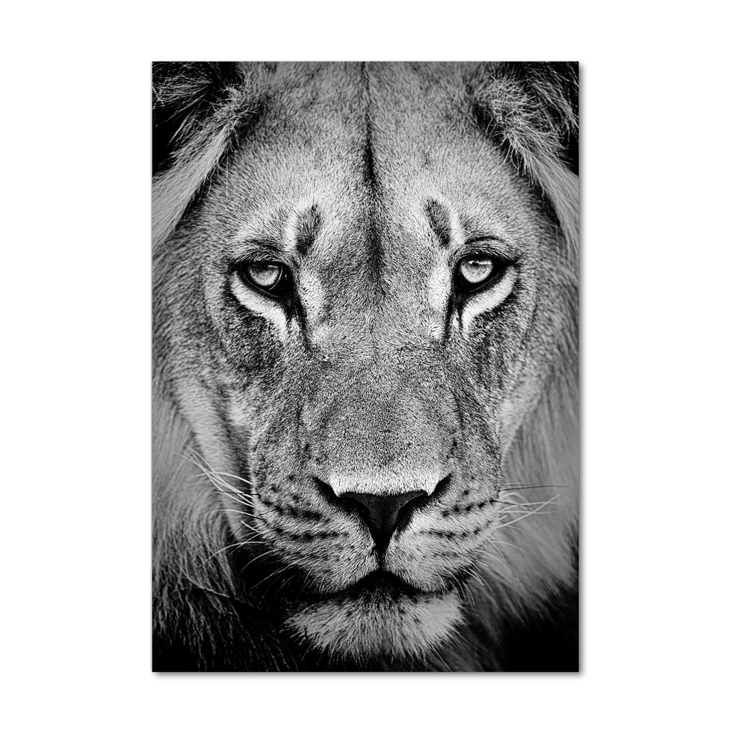 Image sur verre acrylique Tulup lion 70x100 résistant
