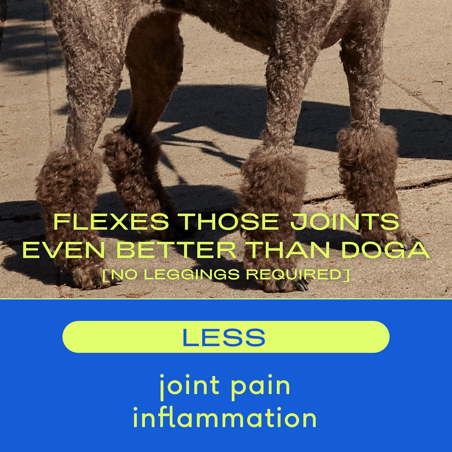 Buy Native Pet Relief Anti Inflammatory for Dogs Turmeric