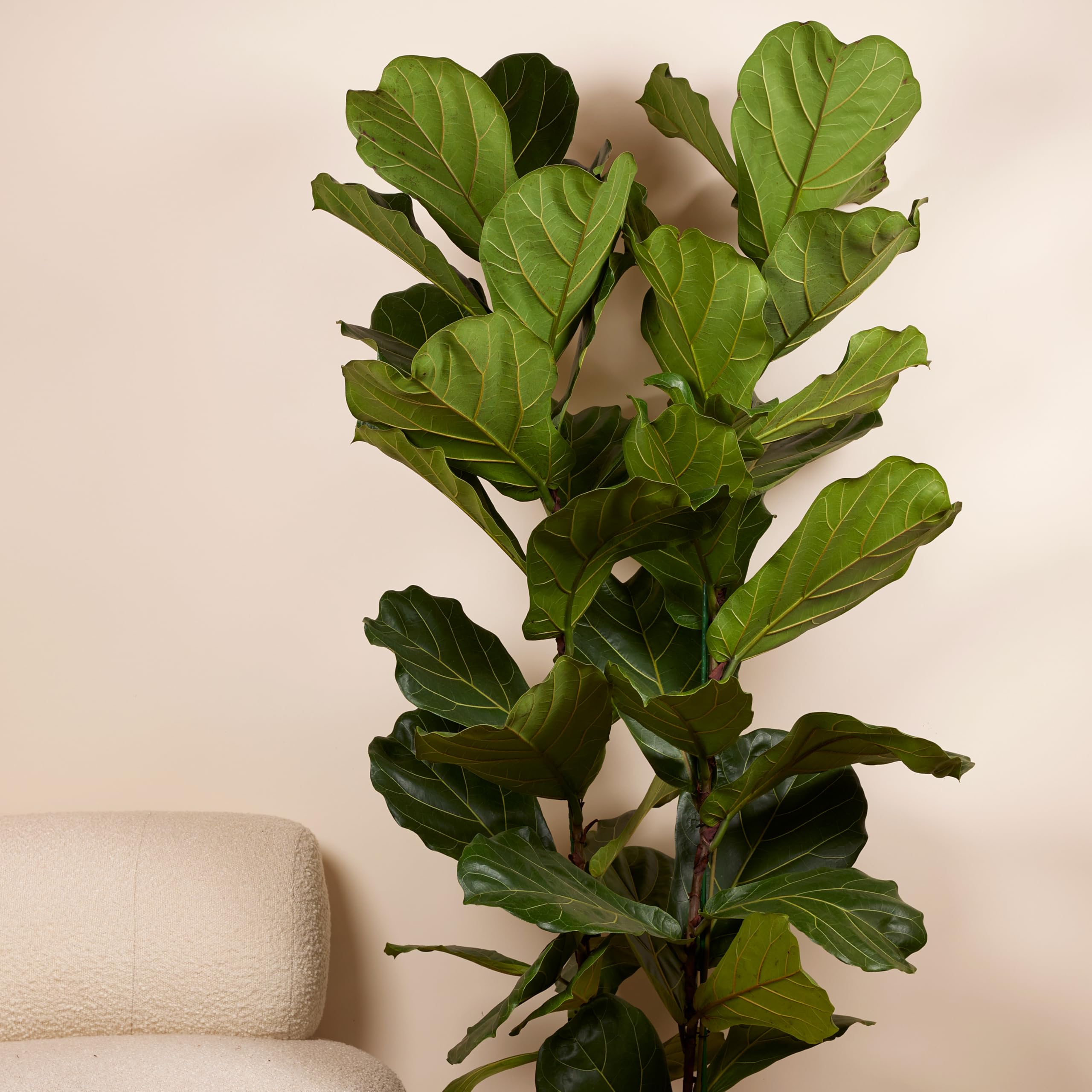 Bloomique - Ficus Lyrata - Geigenblatt - XXL Zimmerpflanzen - Luftreinigend - Pflegeleicht - Höhe 140-160 cm - 30 cm Topf