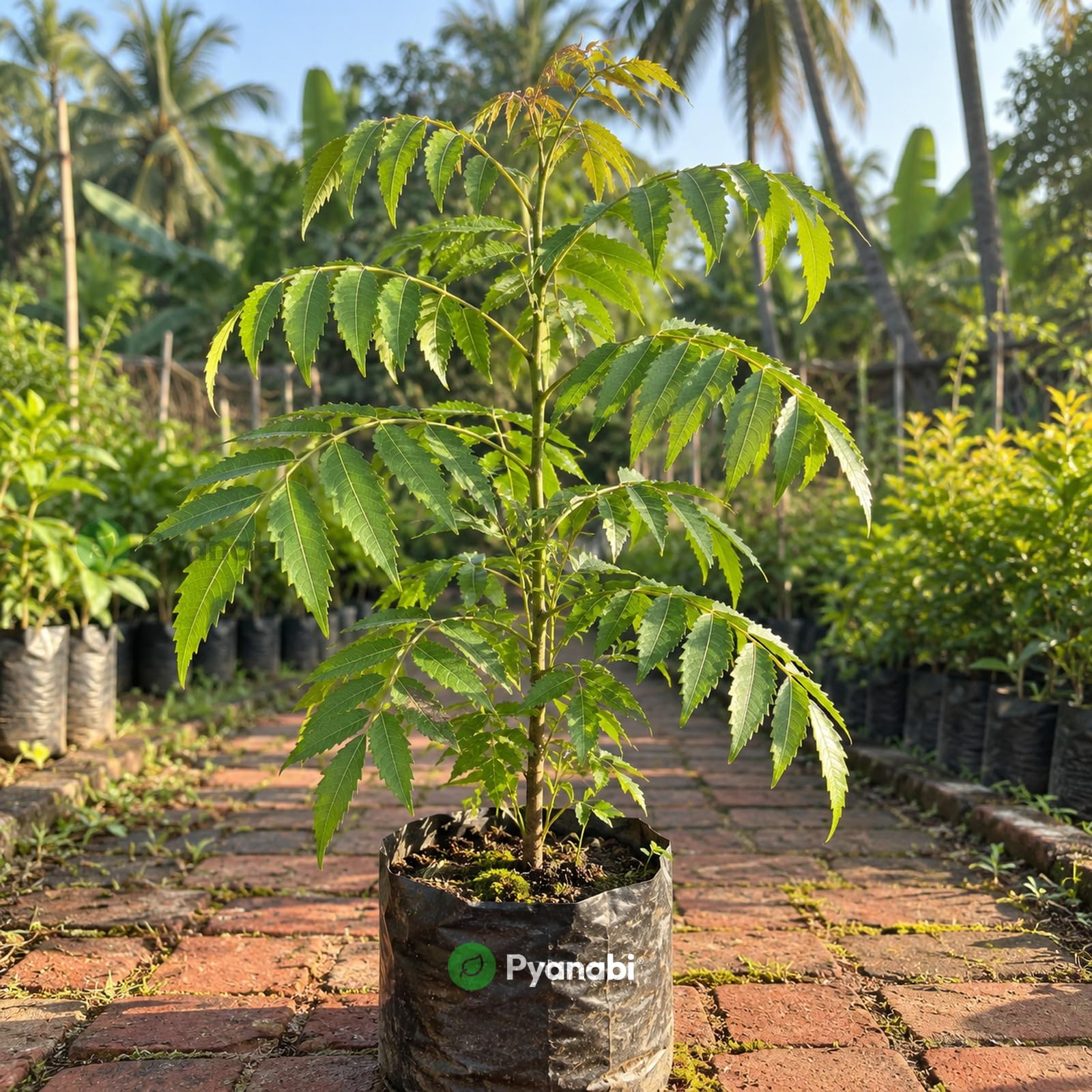 Chakra Phool Plant - Star Anise Spice Tree -19 Chakra Phool Plant - Star Anise Spice Tree -19
