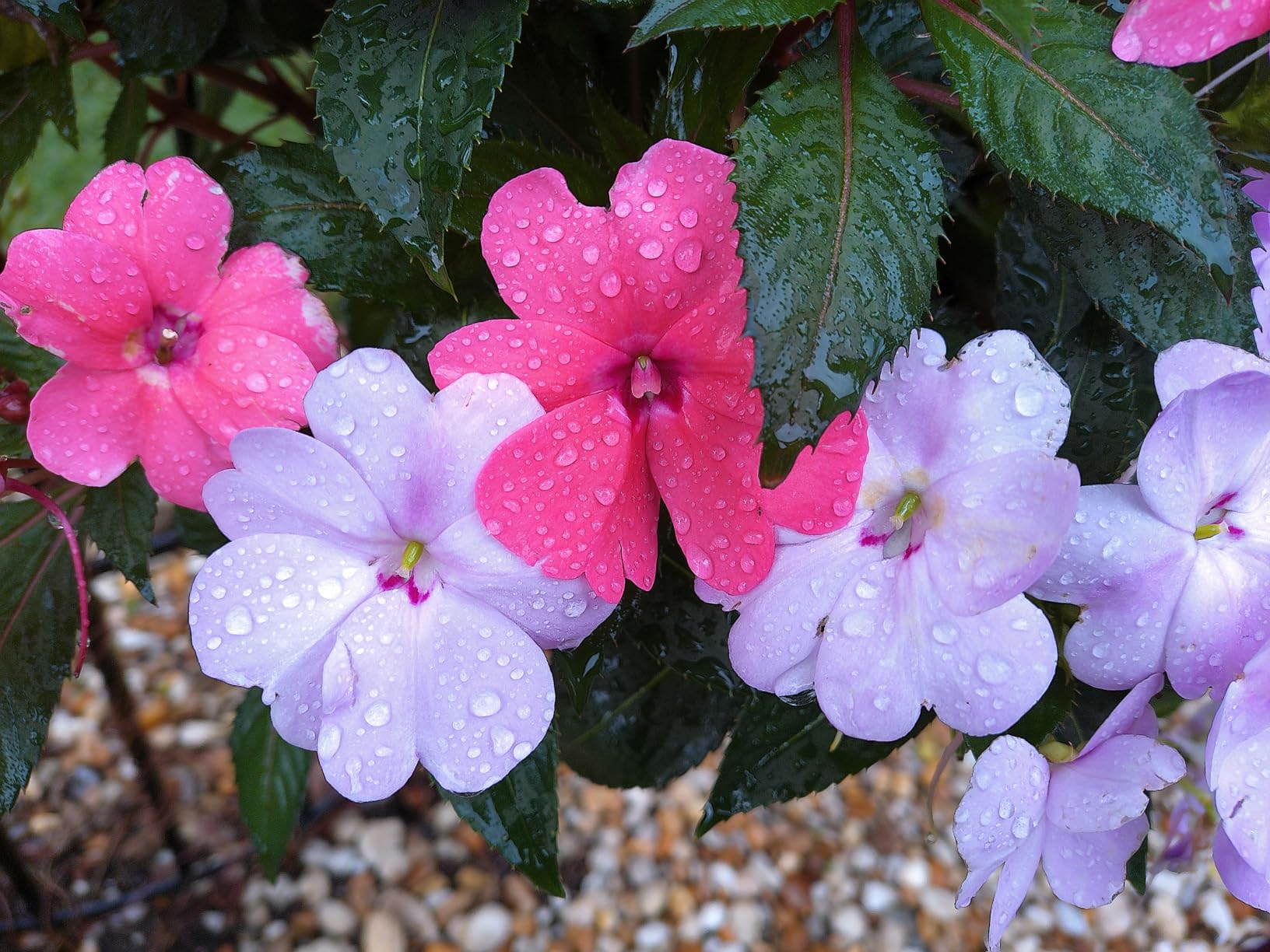 Buena cámara en general con un par de problemas.
