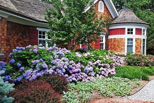 Miniatura 6 de Más de 100 semillas de hortensias mixtas para plantar hortensias macrophylla hortensia gigante de bola de nieve arbusto de crecimiento rápido,