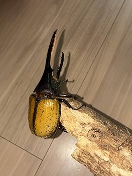 ヘラクレスエクアトリアヌス　美品 2024,5/1 新着WILD 浅草導夢!!南米エクアドル便 最高峰