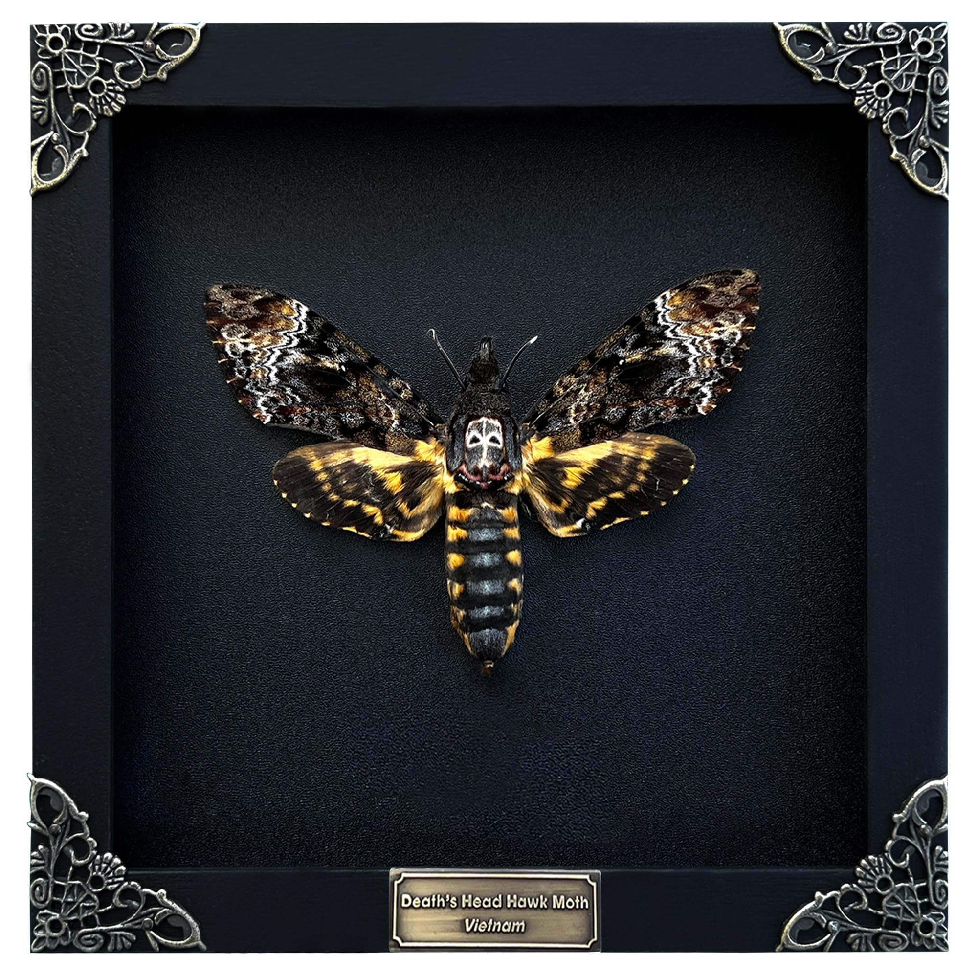 Real Death Head Moth Black Skull Insect Art Acherontia Butterfly Entomology Shadow Box Insect Oddity Skull Curiosities Unique Taxidermy Collectables Wall Art Home Decor Gallery K18-01-DE