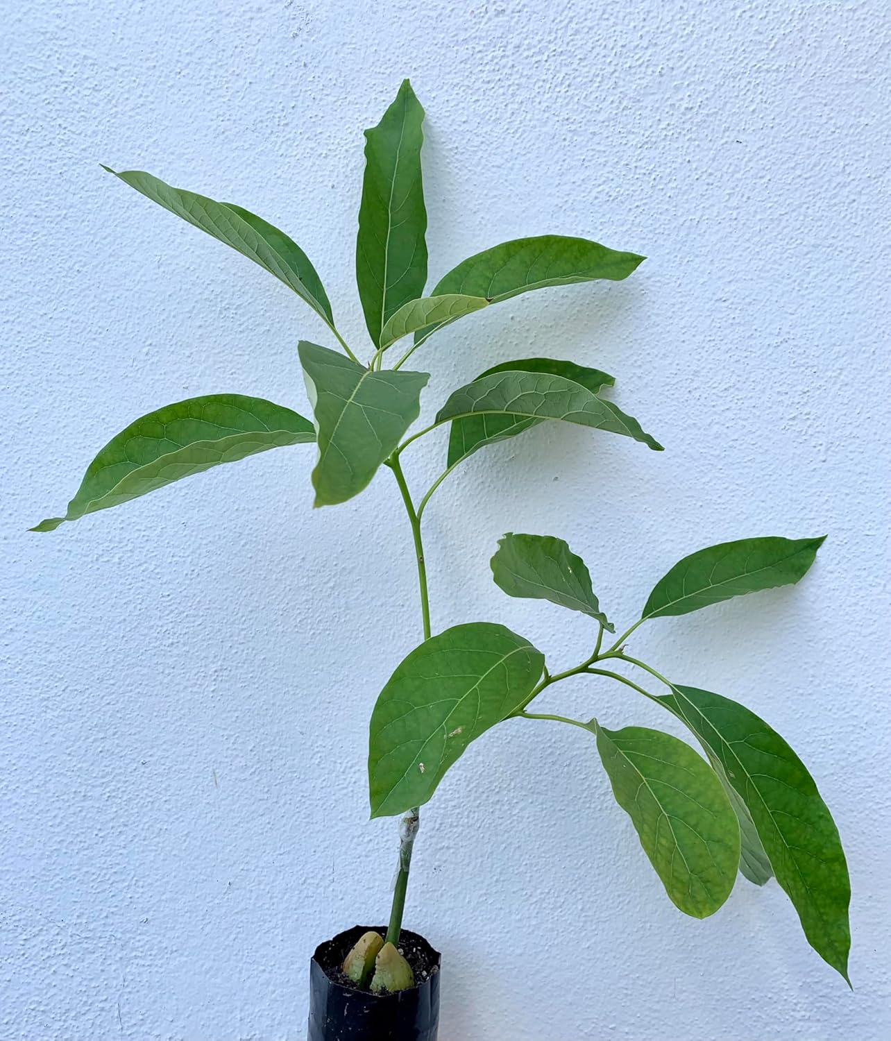 Jan Boyce Avocado Tree