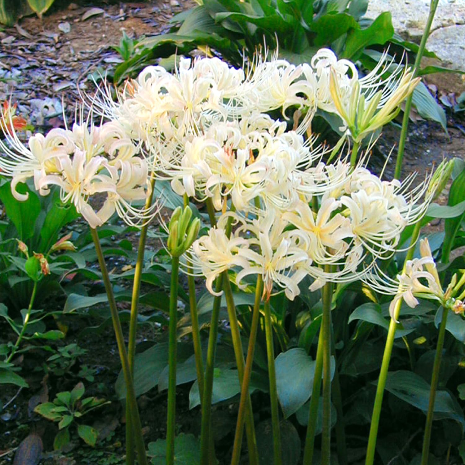 Amazon.co.jp: 黄花リコリス エルジアエ 球根 10球 : 本