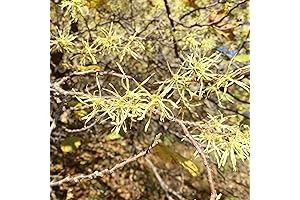 American Witch Hazel Seeds, Hardy, Attracts Birds