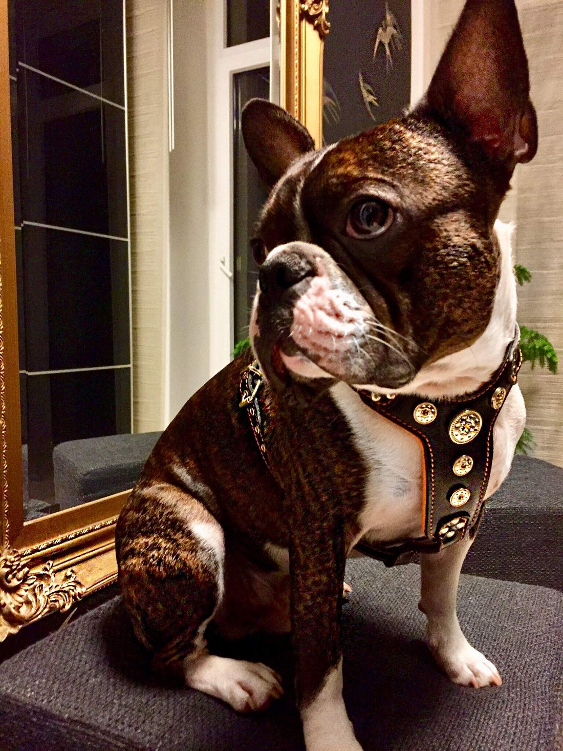 Bestia "Bijou Arnés para Perro con Tachuelas de Cuero Genuino para Razas pequeñas a Medianas