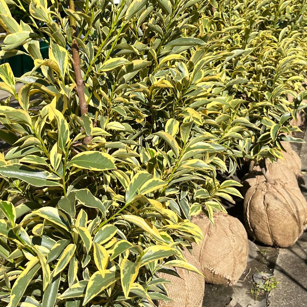 Amazon | ヒサカキ （ビシャガキ）斑入りヒサカキ ポット苗 庭木