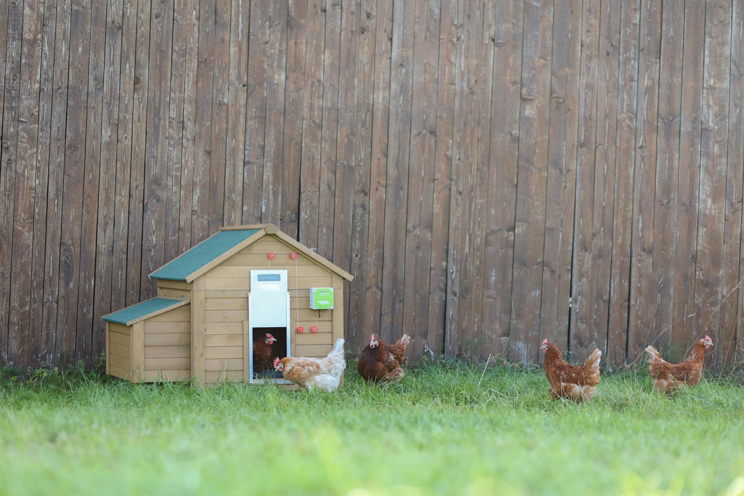 Kerbl Hobbyfarming Puerta Auto. gallinas c. Puer. corredera 430 נ400 mm, envase