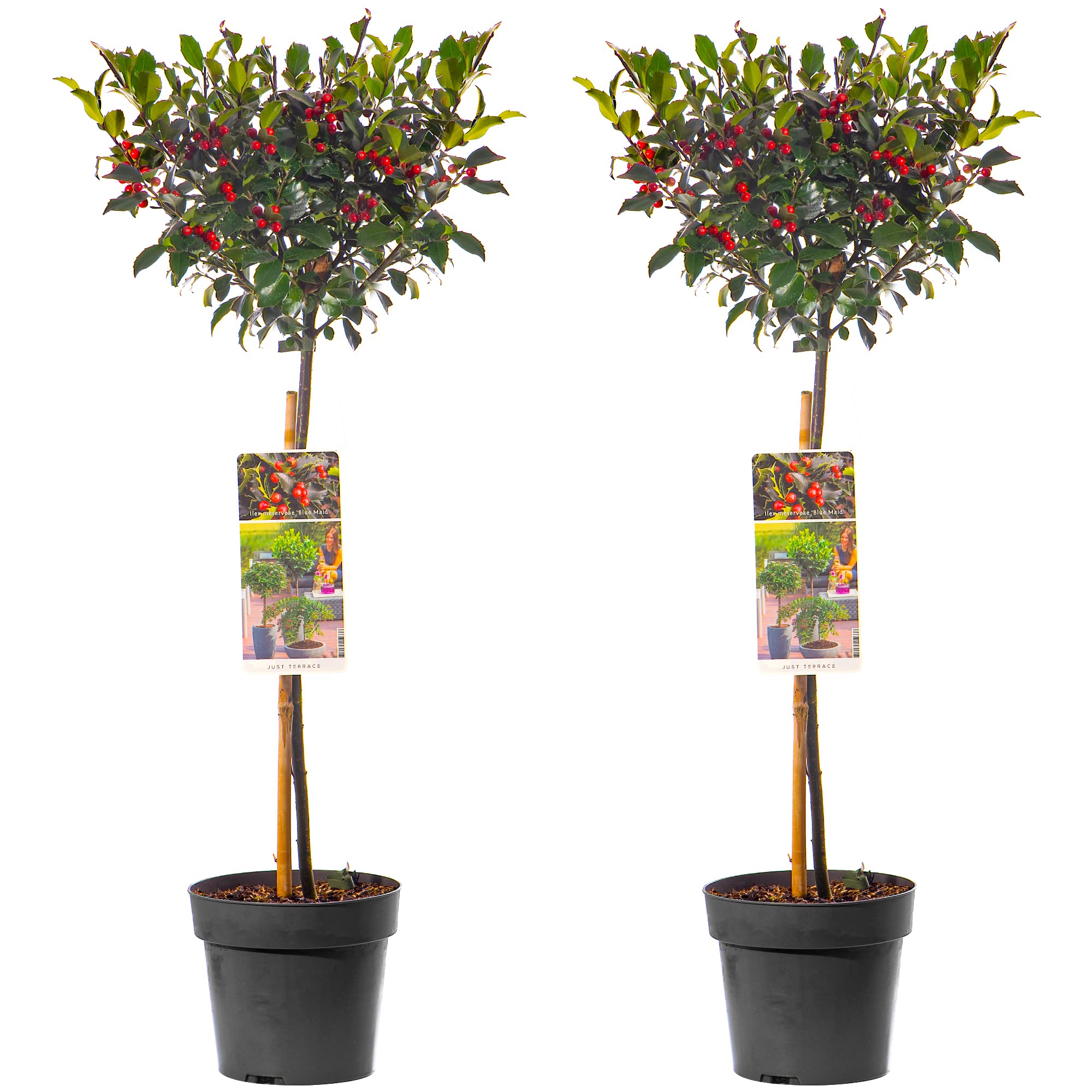 Standard Holly Tree - 2 Pack | Hardy Evergreen Ornamental Lollipop Shape | Low Maintenance | for Patio, Garden, Entrance