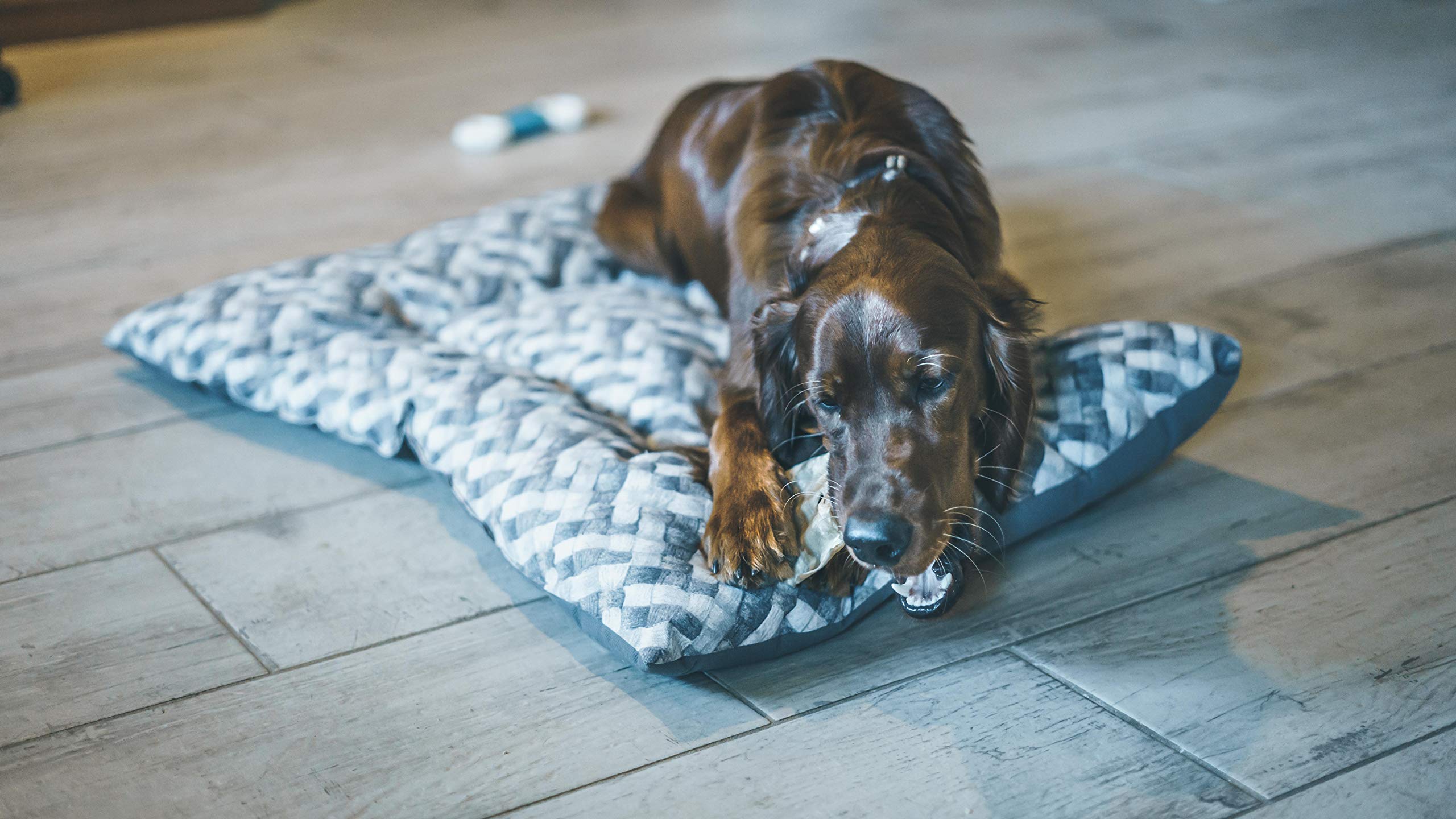 Aimé Oreille de Porc pour Chien, Friandise à mâcher 100% naturelle, Sans conservateur ni colorant, 12 Unité