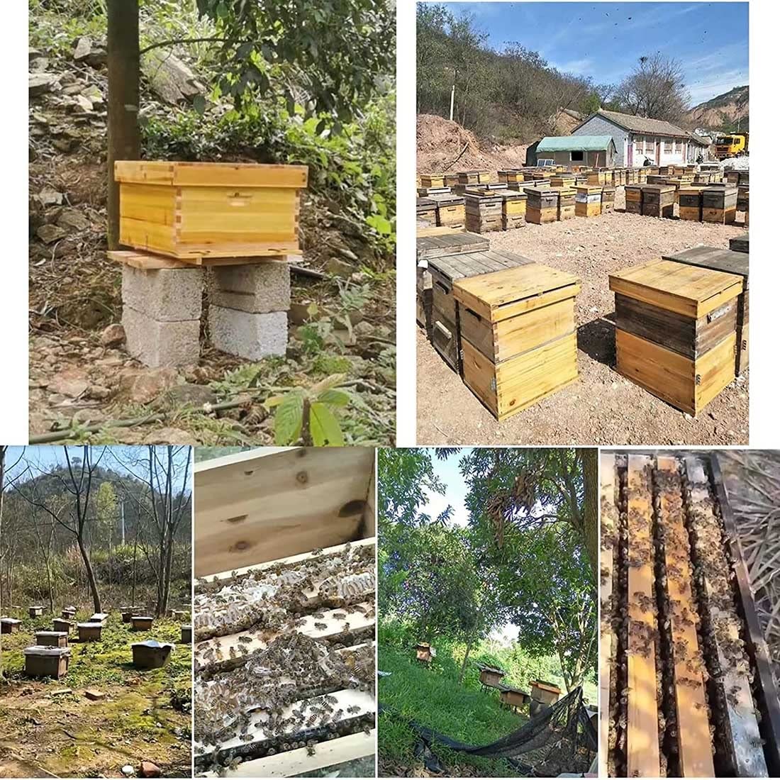 5階 蜜蜂巣箱 ミツバチ 巣箱 杉材養蜂箱キット 焼彩仕上 ワッ