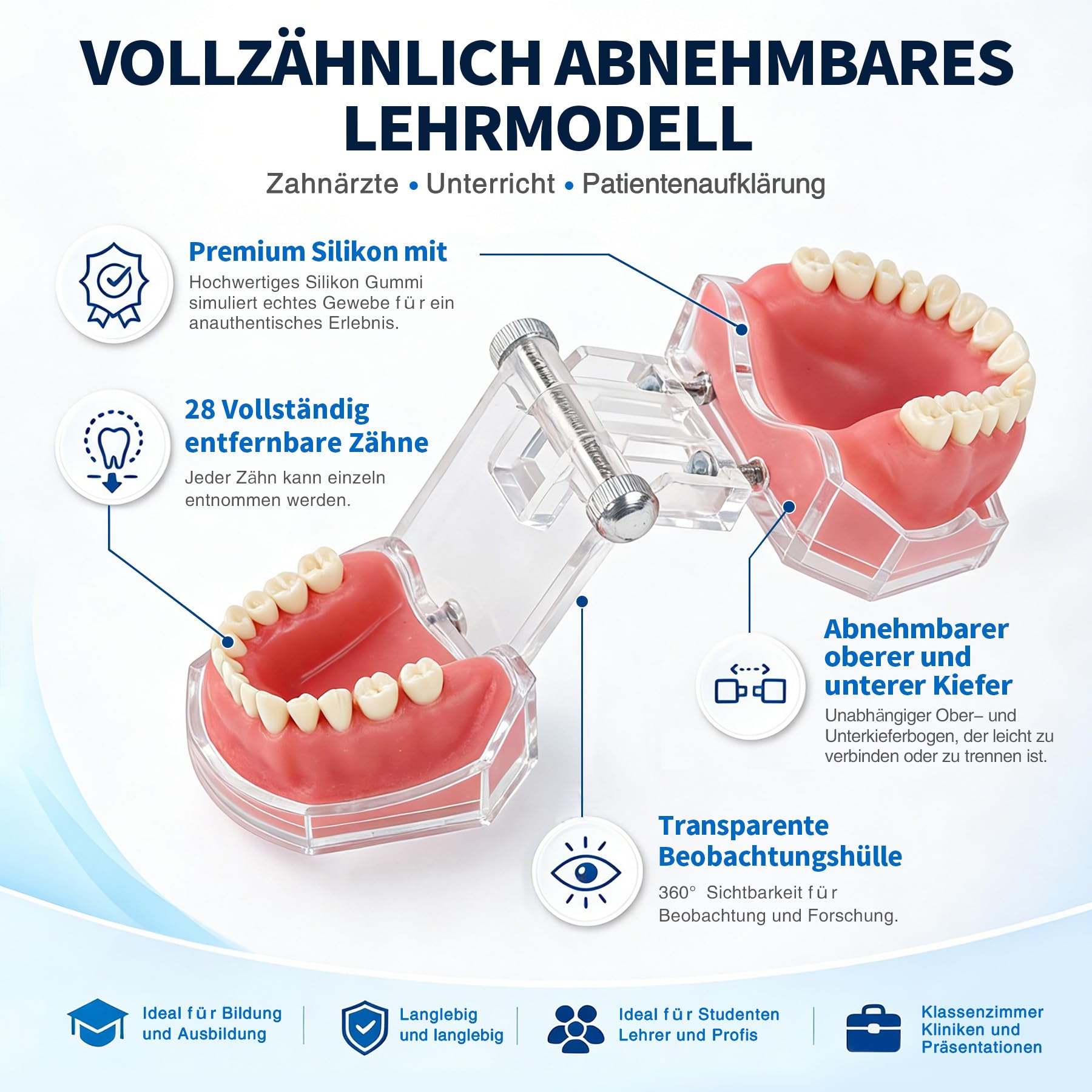 Zahnmodell Realistisch - 28 Zähne Herausnehmbar Dentalmodell mit durchsichtiger Acryl-Abdeckung und weichem Gummigumm Ideal für Zahnmedizinstudenten und Ärzte