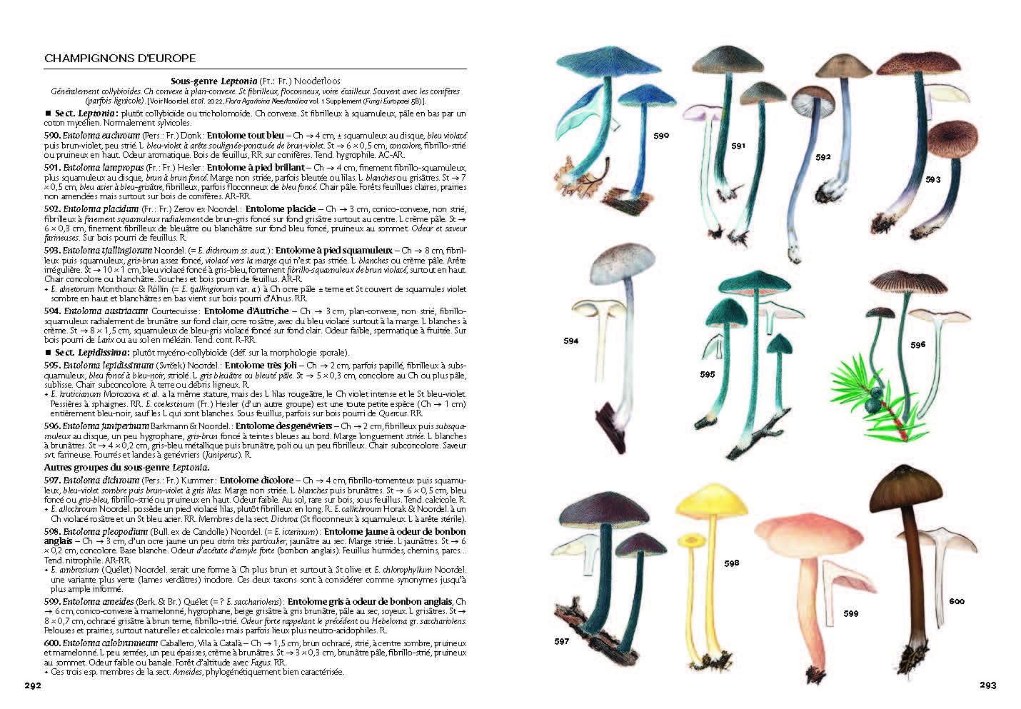 Champignons d'Europe: Identifier 3 500 espèces