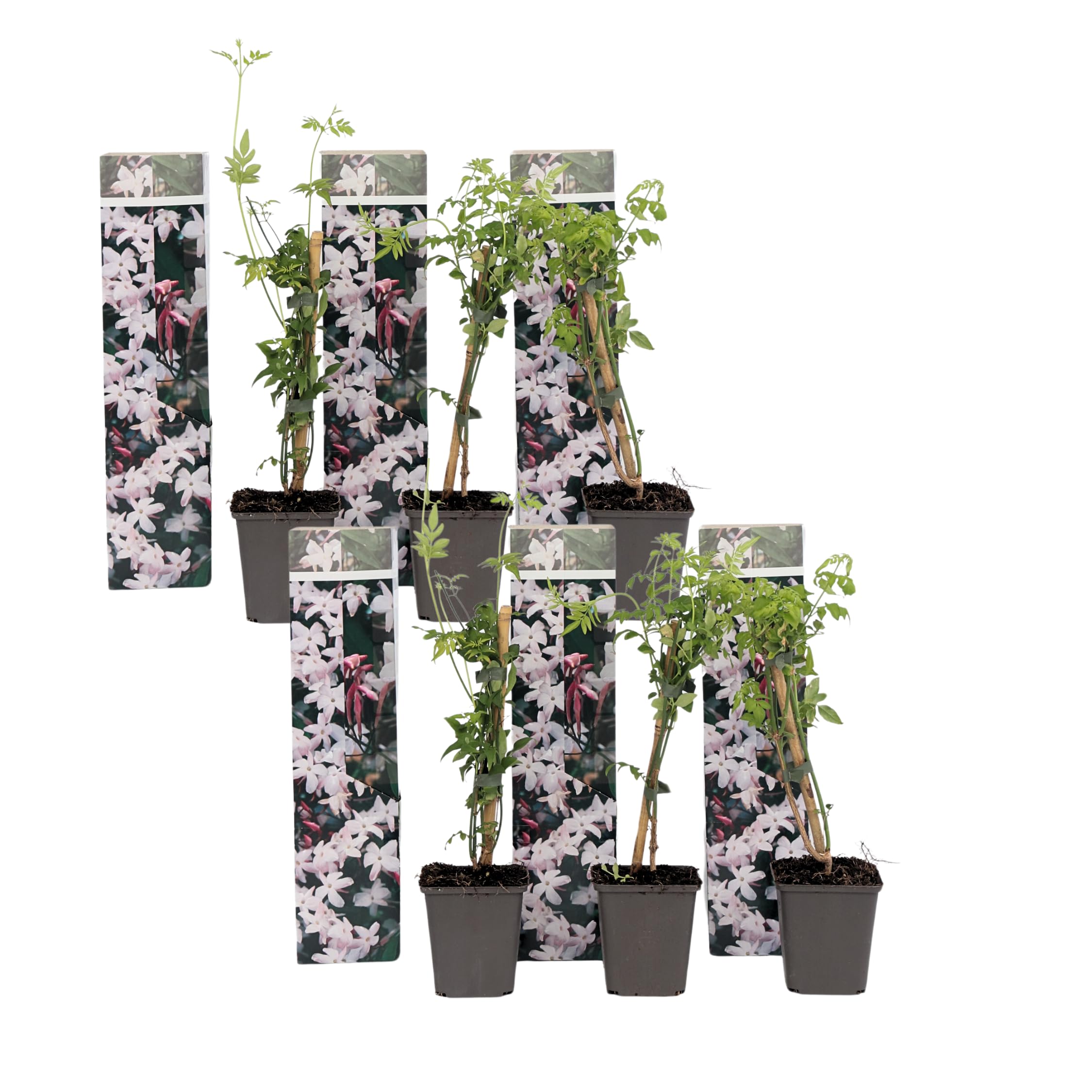 Plant in a Box - Jasminum 'Officinale' - 6er Set Jasmin Pflanze Winterhart - Topf 9cm - Höhe 25-40cm