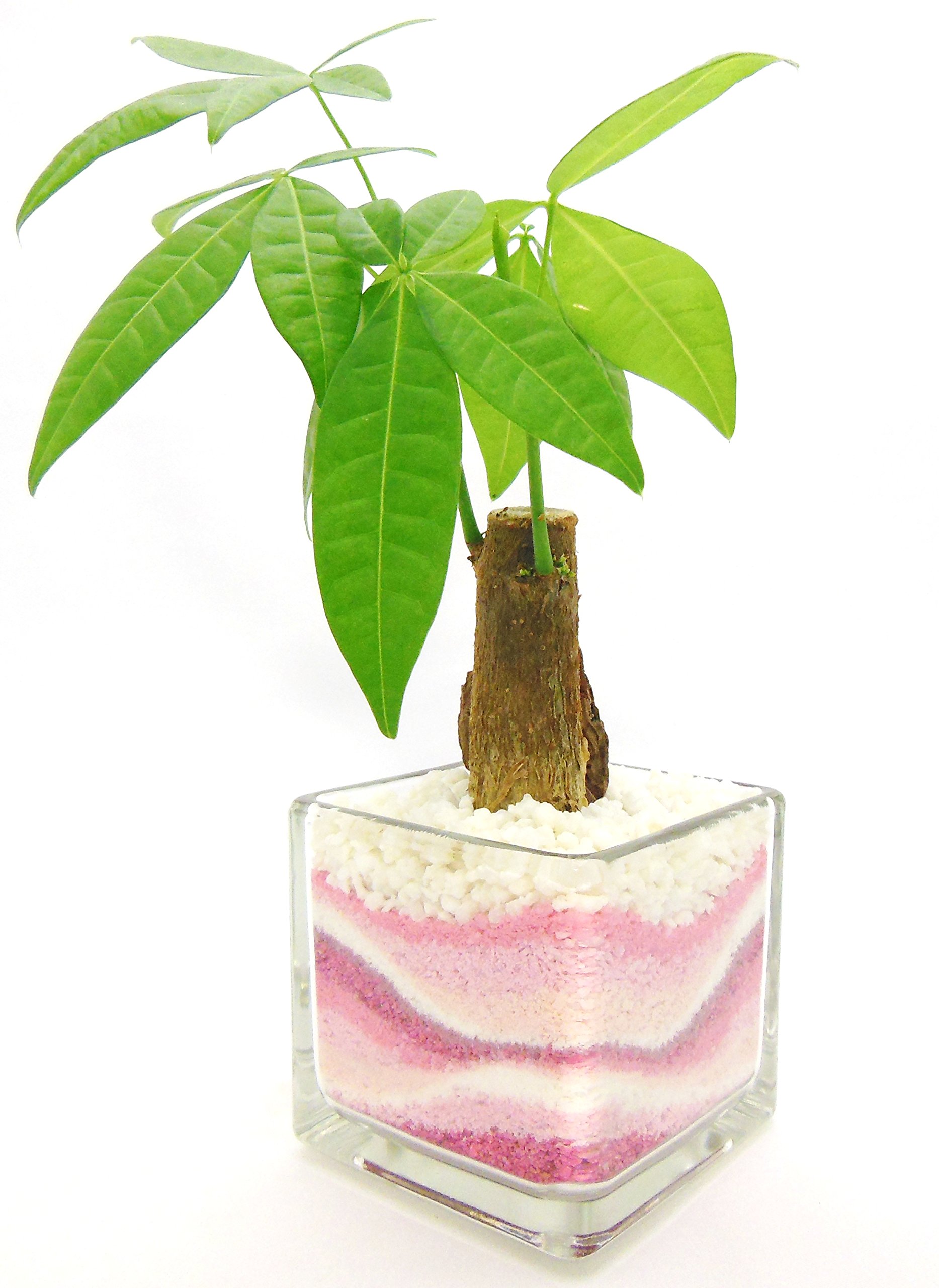 Amazon.co.jp: 観葉植物 パキラ ハイドロカルチャー ガラス植え 角S 