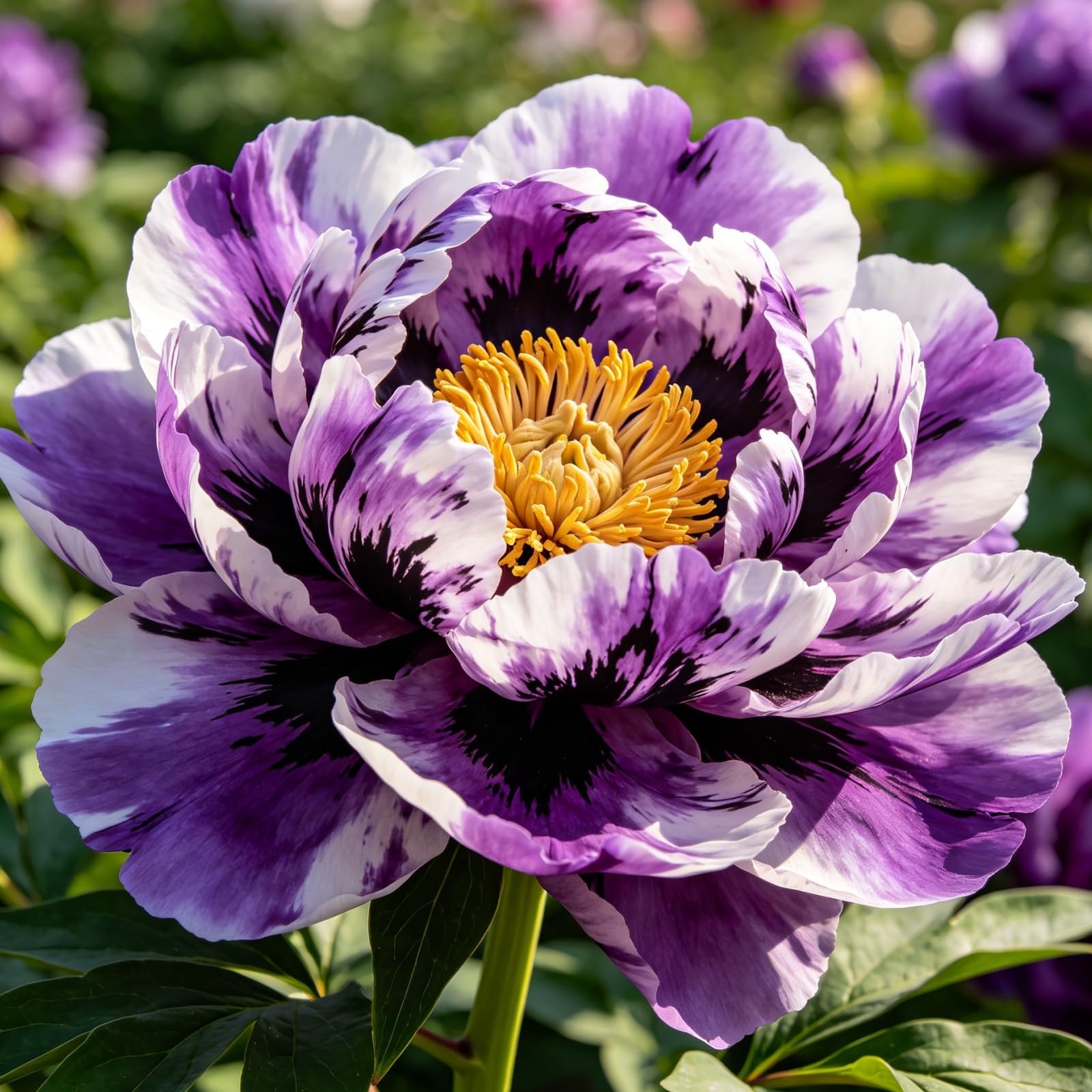 Peonia/Resistenti Perenne/Crescita robusta/Facile da curare/Adatto per uso interno ed esterno-4Rizomi-F