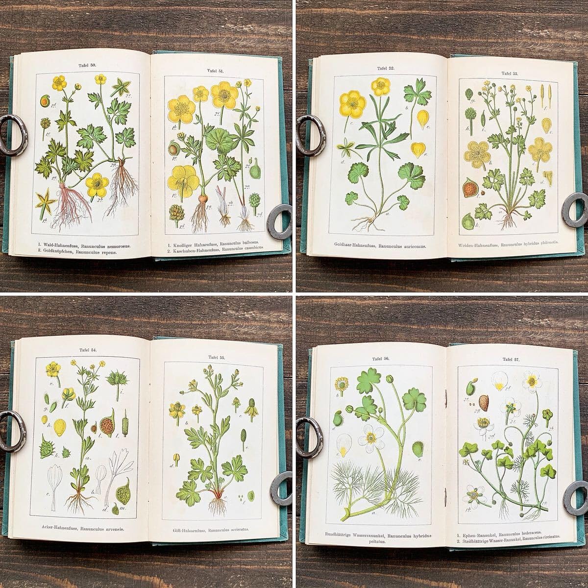 Amazon.co.jp: [1901年]ドイツの古い植物図鑑(Flora von Deutschland 5