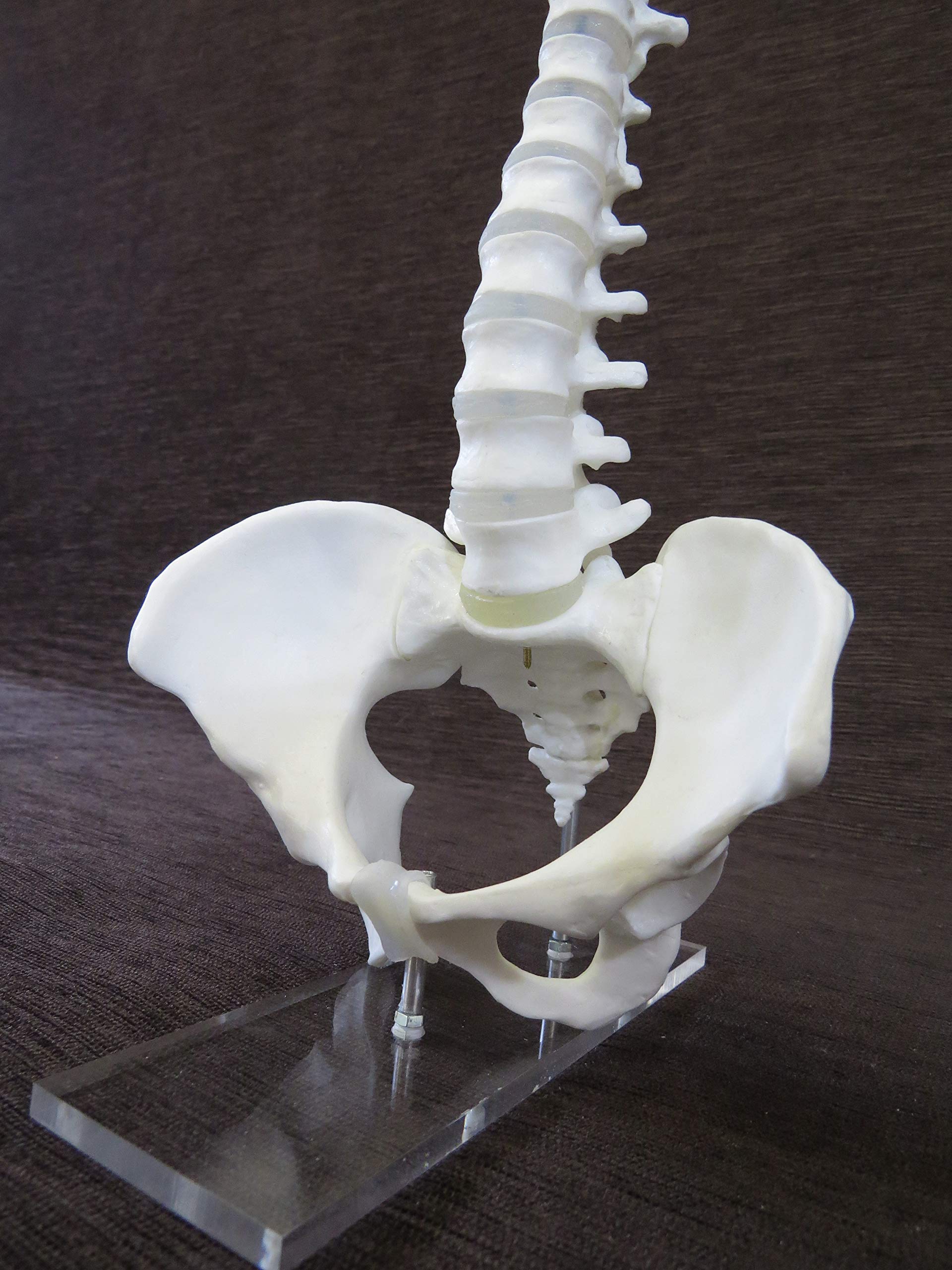 Amazon.co.jp: 1/2サイズ高精度フレキシブル関節人体骨格模型 脊椎