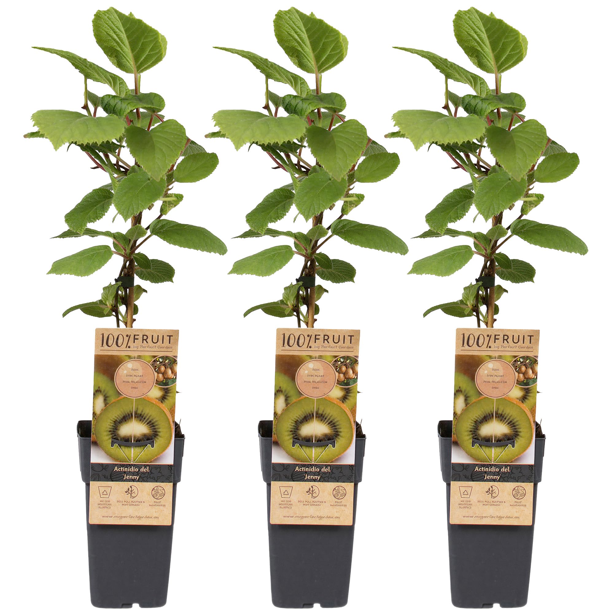 Plant de Kiwi Actinidia Jenny pour Jardin - Plante Fruitière Vigoureuse en Pot, Prête à Planter en Extérieur