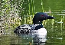 Review Image by MDW MDW