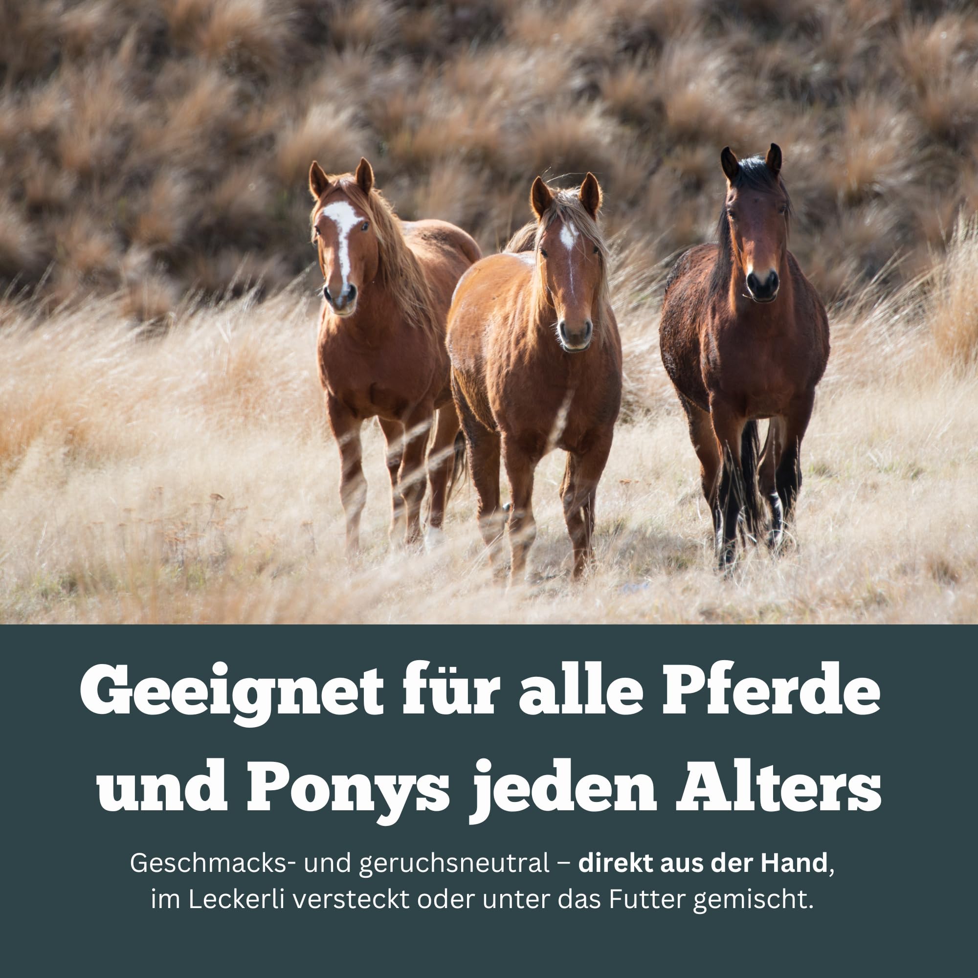 Smooth Locomotion Horse - Suplement diety dla silnych pleców, tylnej ręki i kopyta - wytrzymałość na koń - 180 tabletek po 1000 mg