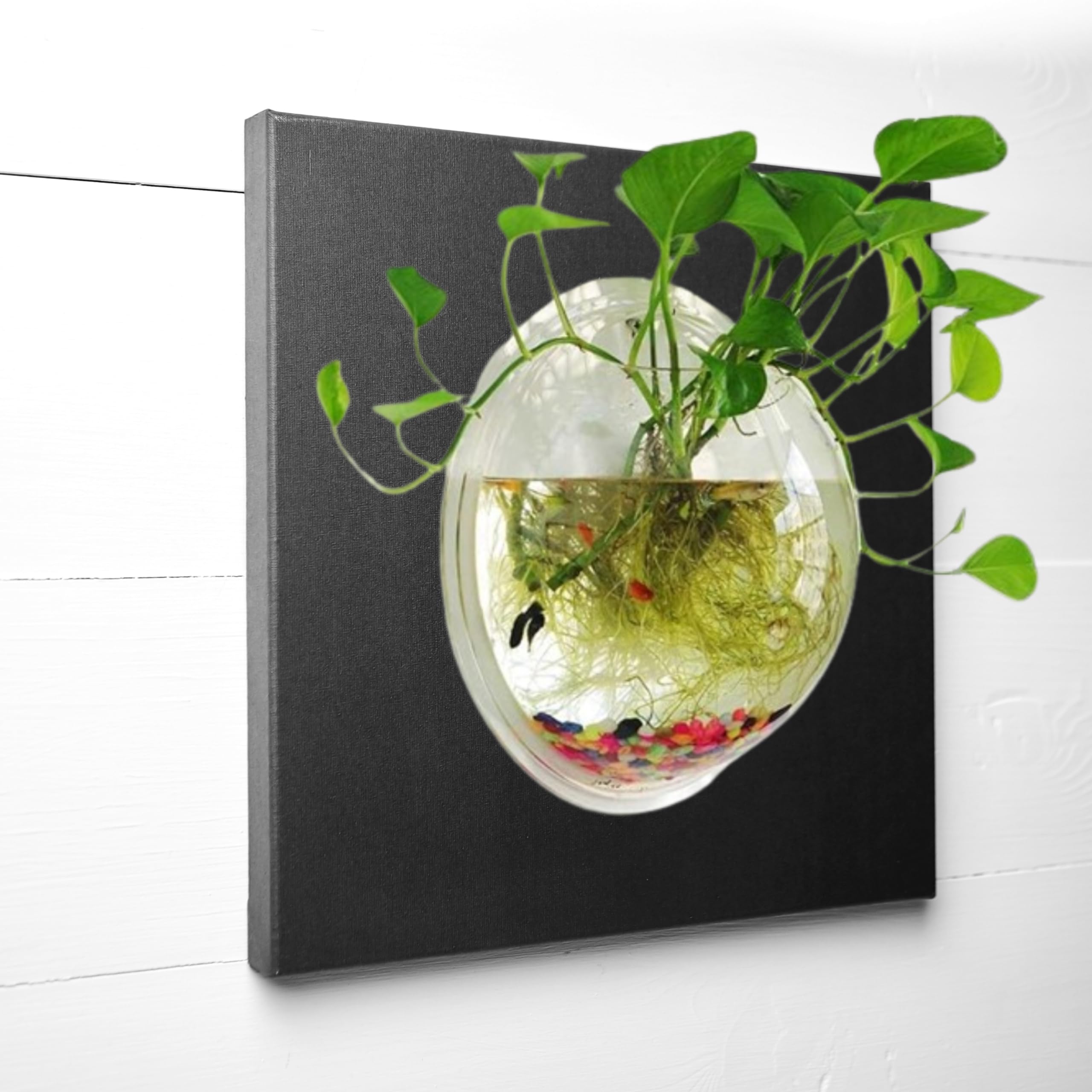 Premium Wall Hanging Fish Bowl 12 inch Acrylic for Your Home and Office with Free Color Pebbles (12 Inch, White) (B0CYXBTQHG) Amazon Price History, Amazon Price Tracker