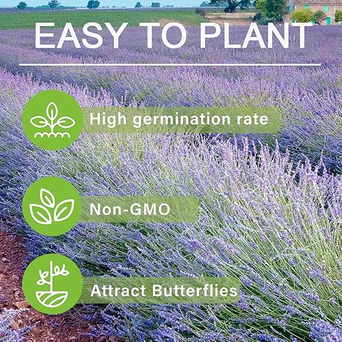 Miniatura 5 de Más de 10000 semillas de flores de lavanda perennes para plantar: semillas anuales de hierbas de lavanda vera atraen a polinizadores reliquia sin OMG