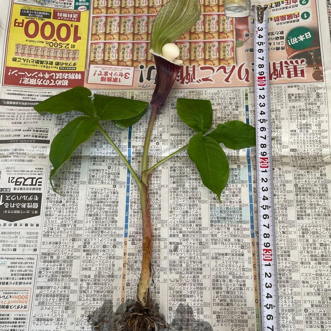 Amazon.co.jp: ユキモチソウ 雪餠草 花 1株根 抜き苗 : DIY・工具