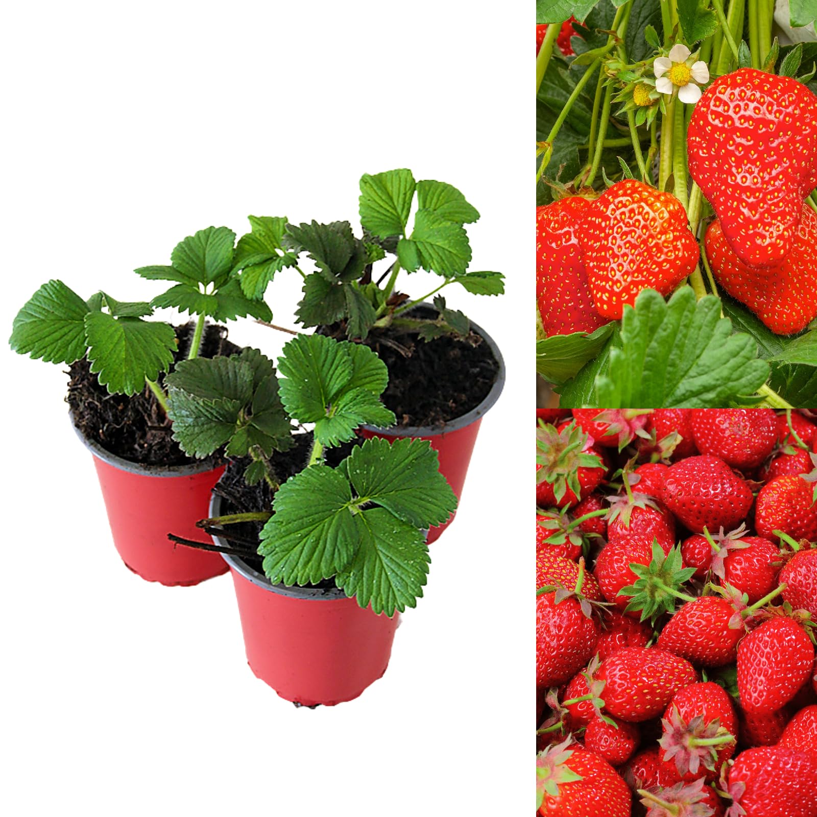 - Strawberry Elsanta Fruit Plants - Hardy Garden Bushes in 9cm Pots - Grow Your Own (3)
