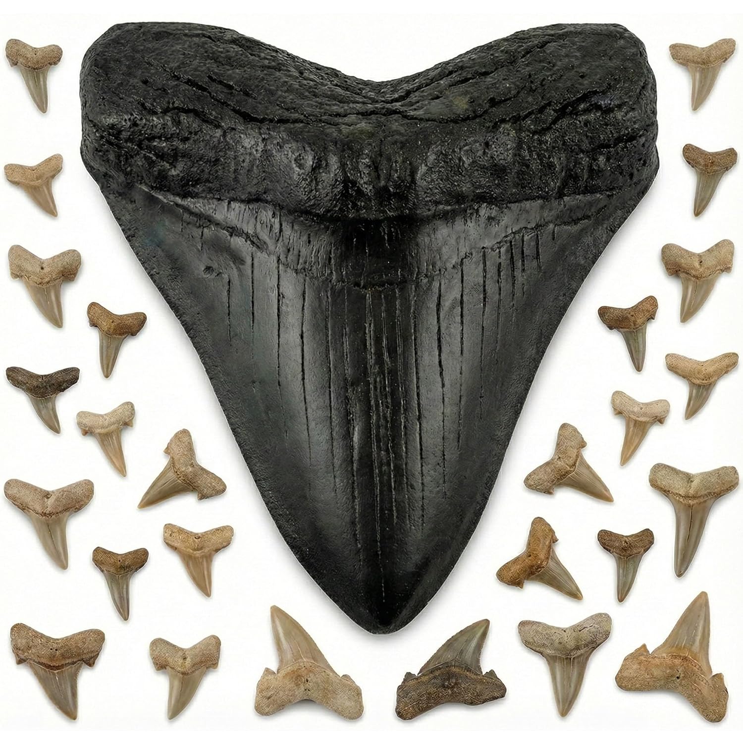 Megalodon Shark Giant Tooth Replica + 25 Real Fossilized Shark Teeth & Identification Guide | Authentic Prehistoric Paleontology Archeology Fossil Kit | Meg Tooth Display