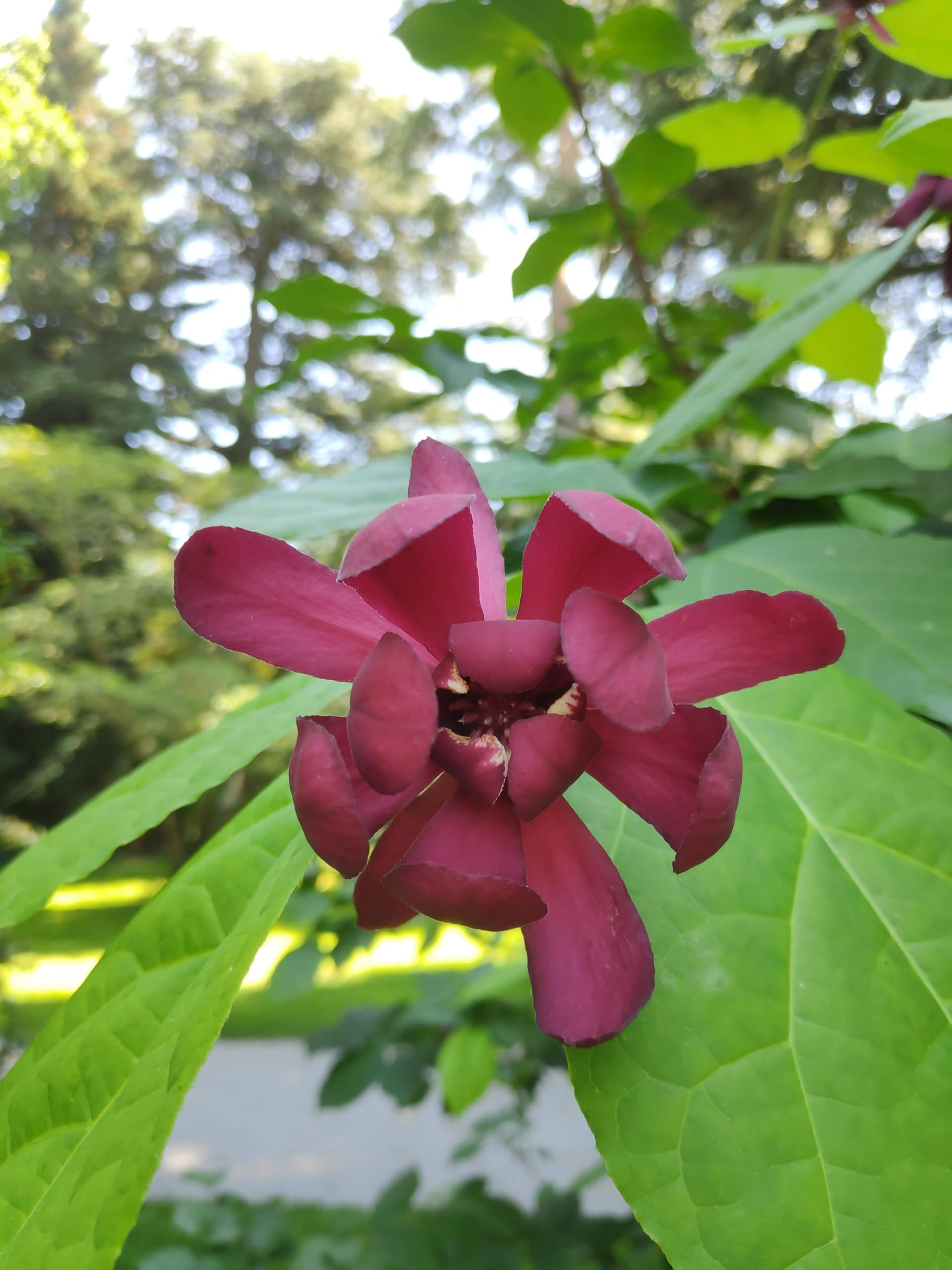 roter großblumiger Gewürzstrauch Sinocalycalycanthus Hartlage Wine 100-120 cm