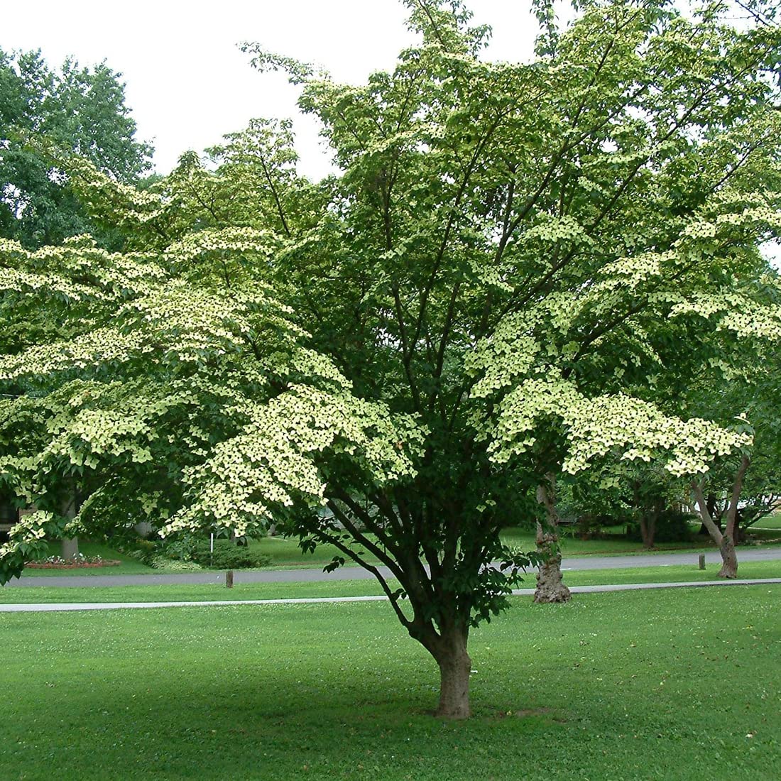 Cornejo japonés - Cornus kousa 50-60 C -