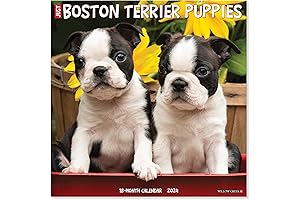Adorable 2023 Boston Terrier Calendar