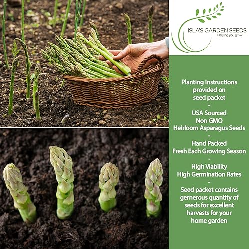 Miniatura 2 de Semillas de espárragos Mary Washington (Asparagus officinalis)  Más de 125 semillas de reliquia sin OMG para plantar, plantas perennes de larga vida
