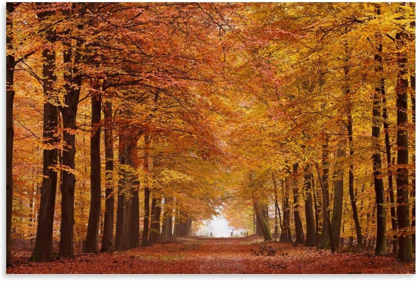 Modern Forest And Autumn Landscape Art Poster 08x12inch Unframe-style
