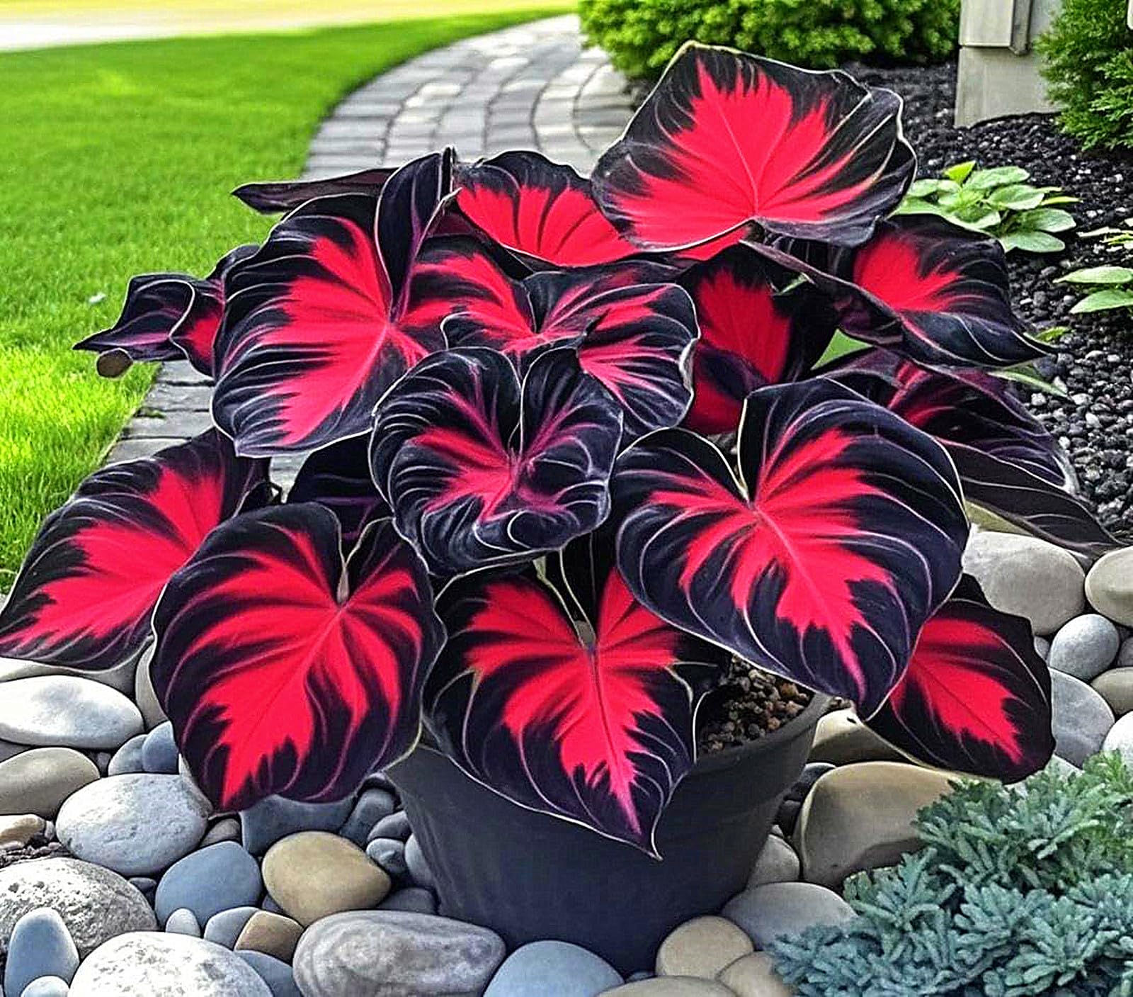 Hostas for Planting, Mix Greening Flower,Organic and Natural,Excellent Display-8bulbs-B