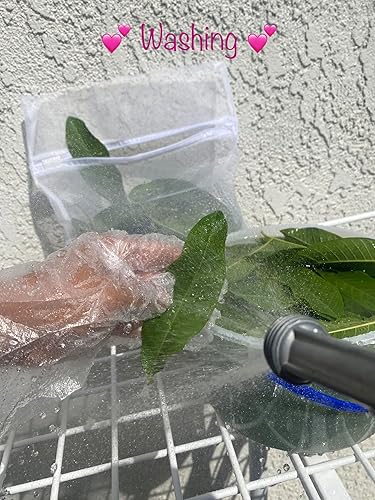 Miniatura 7 de Calif., Hojas de guayaba frescas orgánicas, 100% naturales, sin OMG, hojas enteras, hojas frescas recogidas el día de su pedido, té de hierbas de