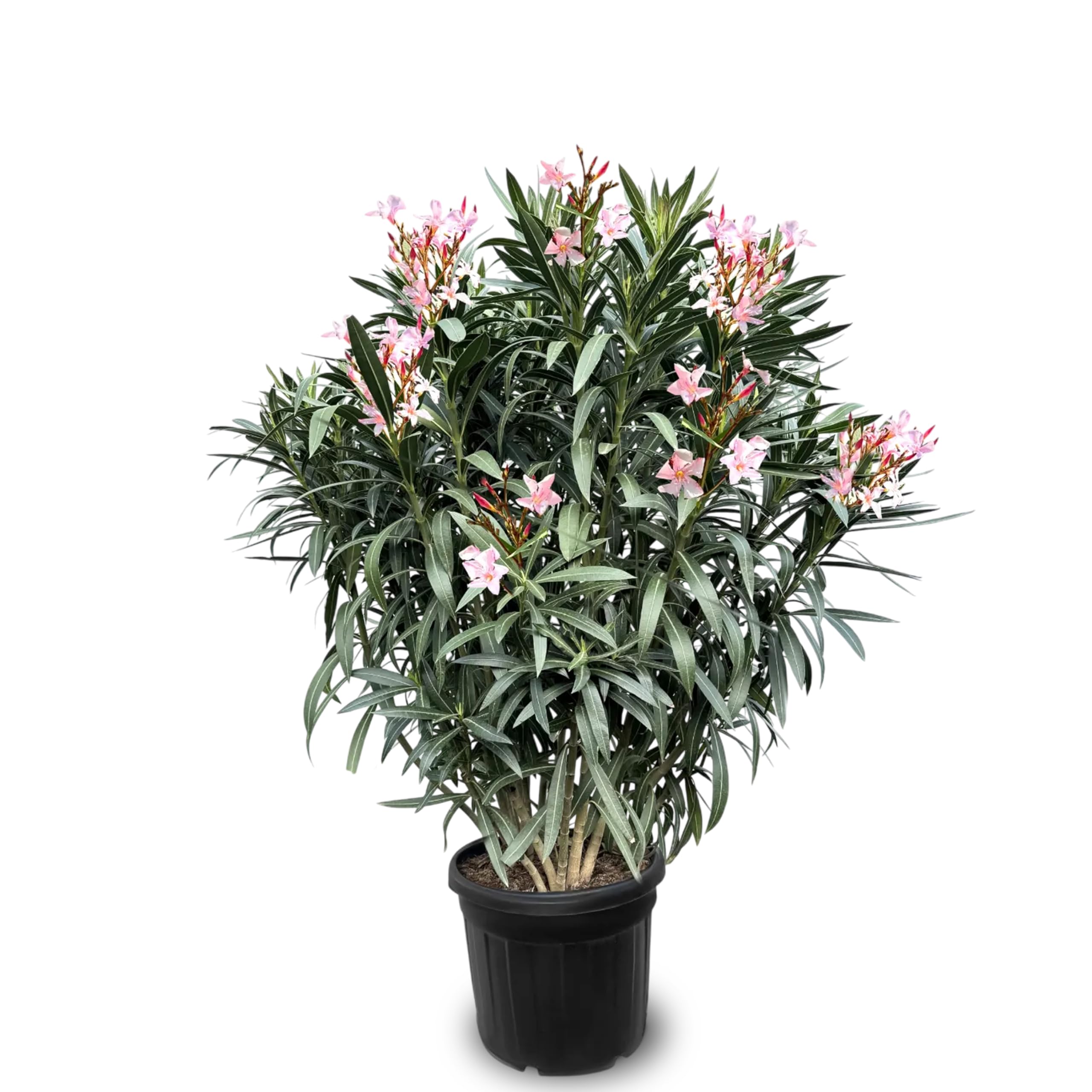 Sunny Tree Oleander z Jasnoróżowymi Kwiatami 140-160 cm Wiecznie Zielone Mrozoodporne Rośliny Ogrodowe Odporny na Zimno