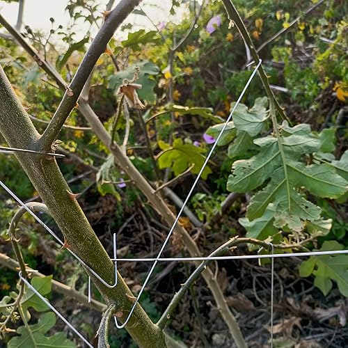 Miniatura 4 de HHUXIUE Esparcidor de ramas de árbol frutal, esparcidor de ramas de fruta, extractor de ramas para extender fuertes ángulos de entrepierna, ramas,