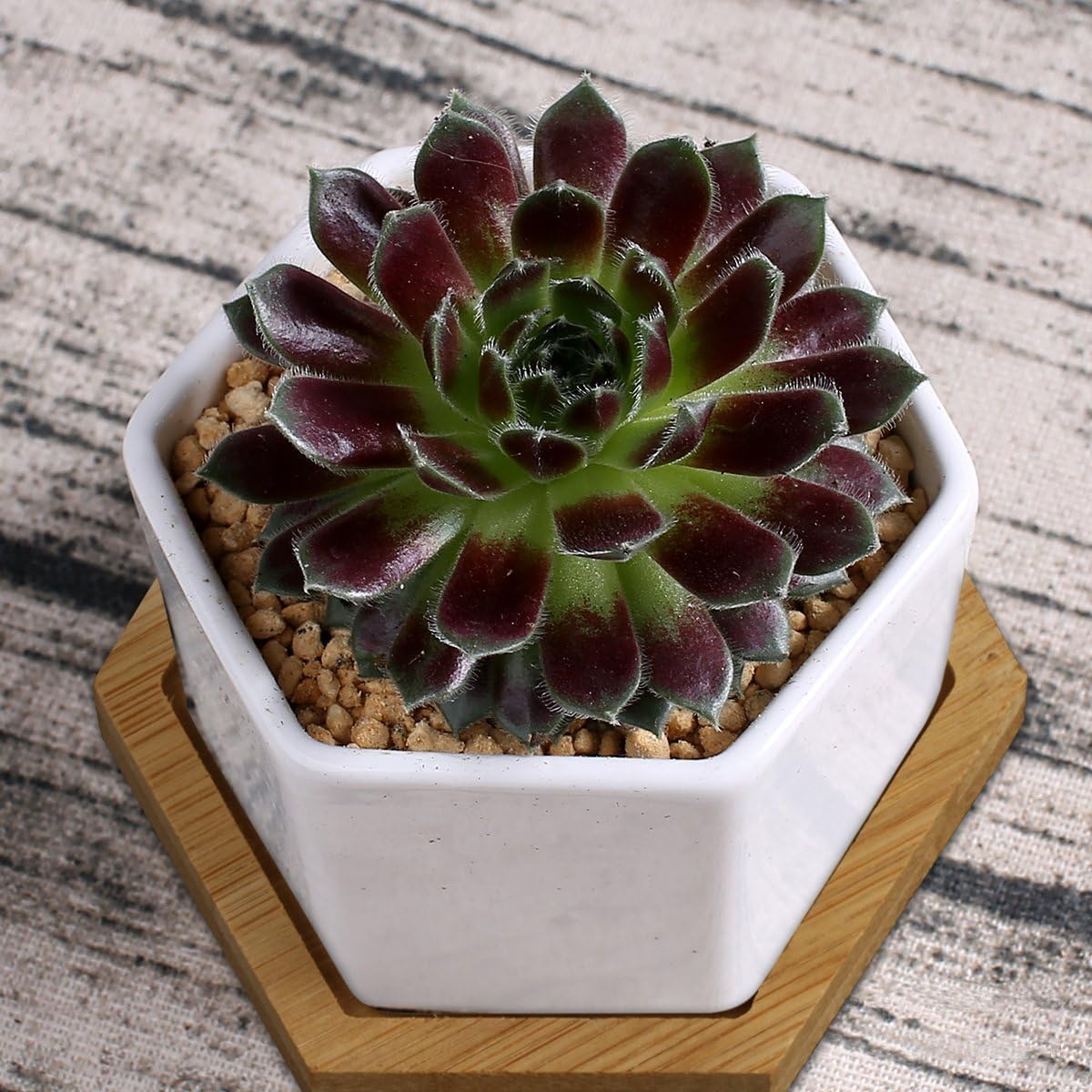 6 Pack Succulent Plant Pots - OAMCEG 2.75 inch Mini Succulent Planter, Set of 6 White Ceramic Succulent Cactus Planter Pots with Bamboo Tray (Plants NOT Included)