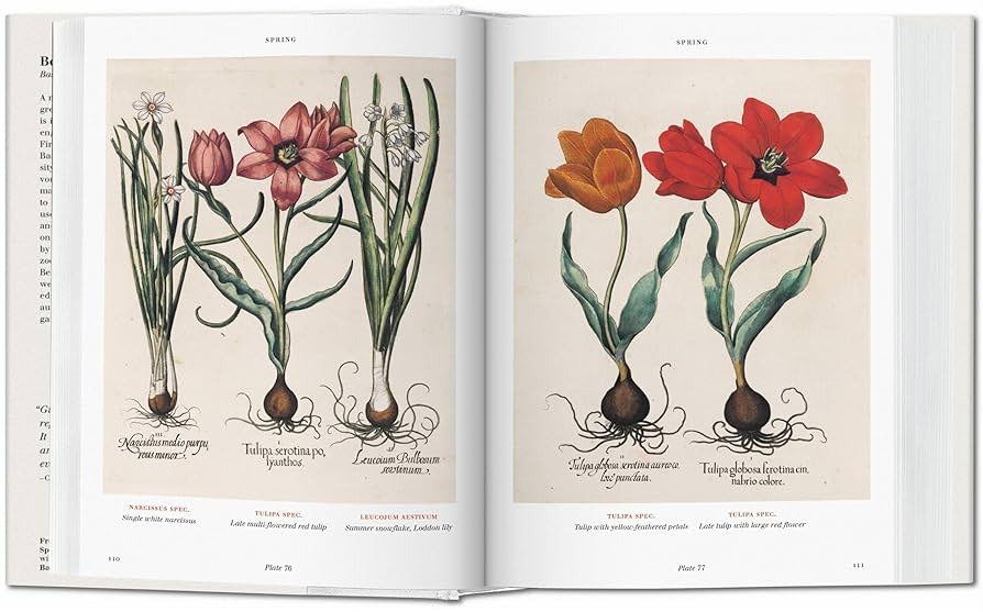 美しい1613年の植物画集'Besler Florilegium' Basilius beslers florilegium. the book of plants-anglais: Bu