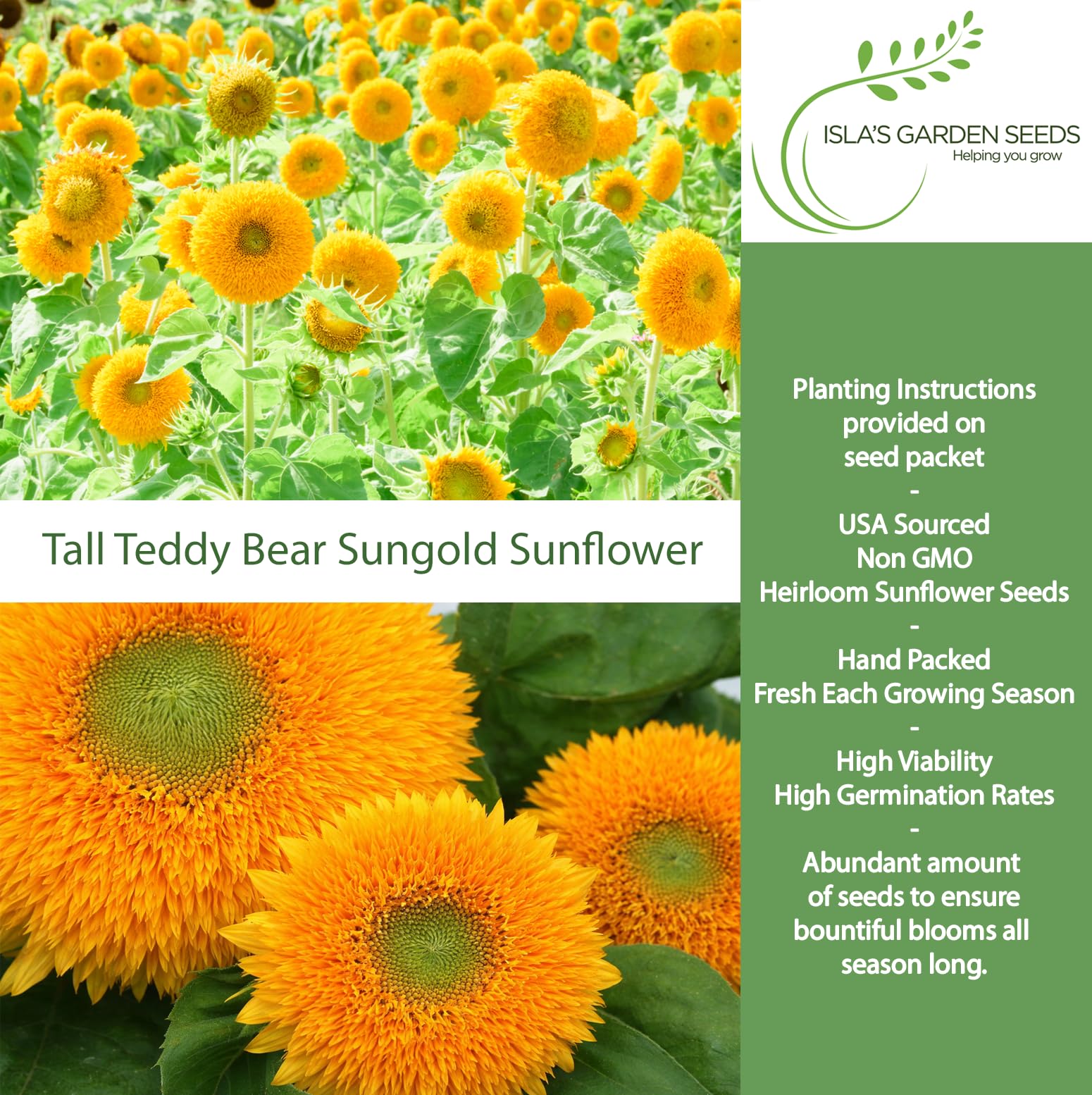 Amazon.com : Tall Sungold Sunflower Seeds (Helianthus annuus) – 50