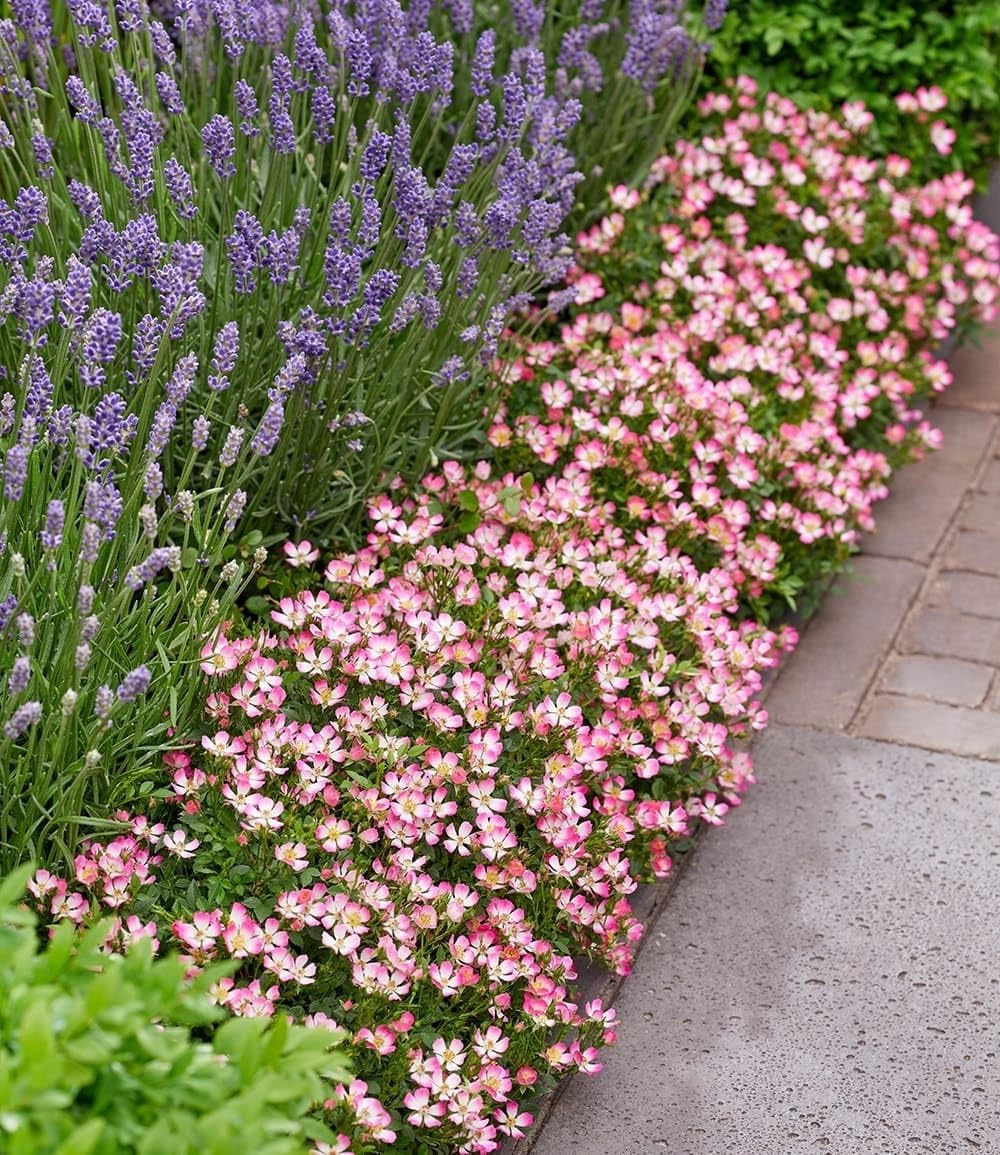 BALDUR Garten 6x Alpin-Rose Cutie Pie®, Pflanzen im 9x9 cm-Topf