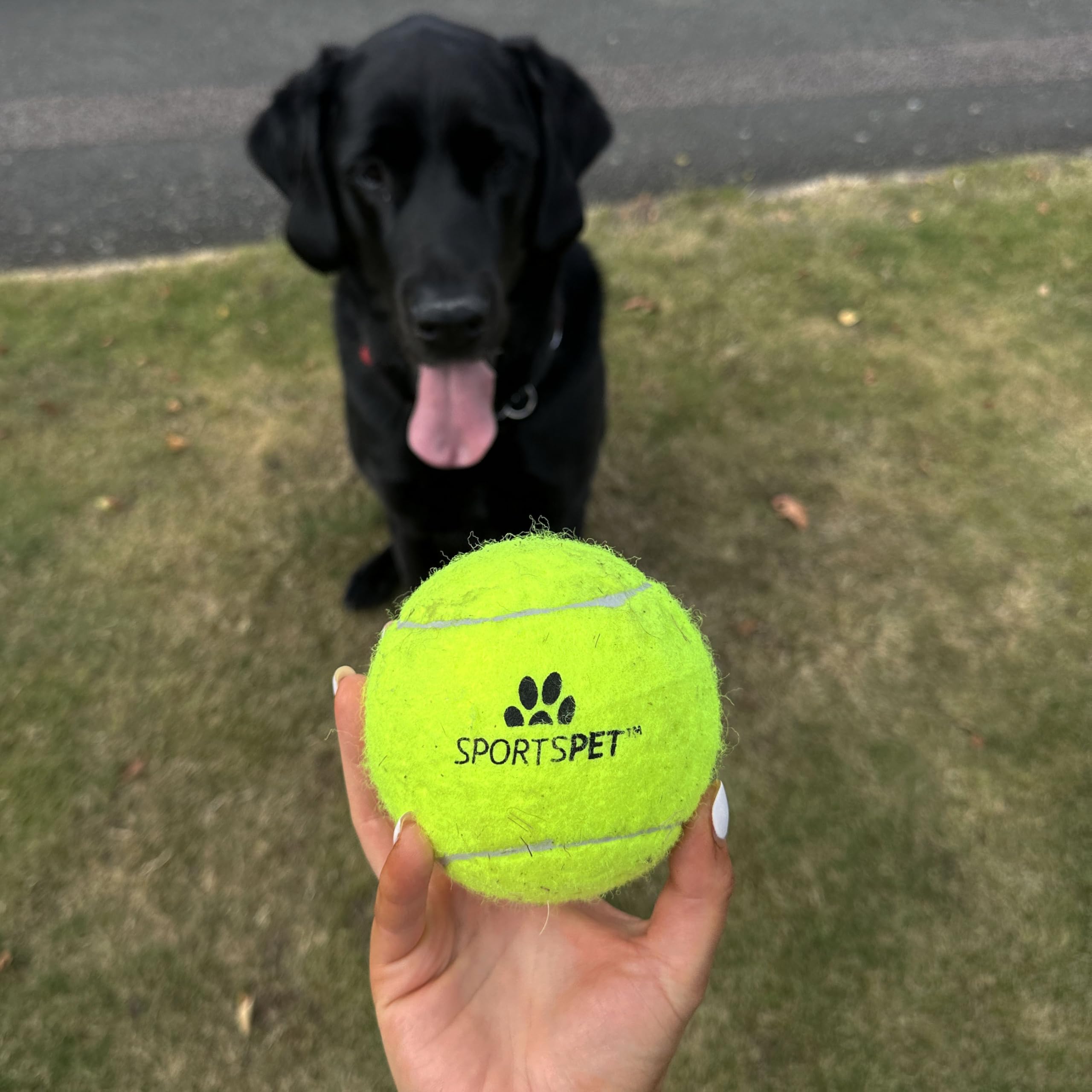 SPORTSPET XL Tennis Balls for Dogs - Extra Bouncy - Non Toxic - Durable - Long Lasting - Floats (Tennis Balls XL 2 Pack (4inch) - Image 4