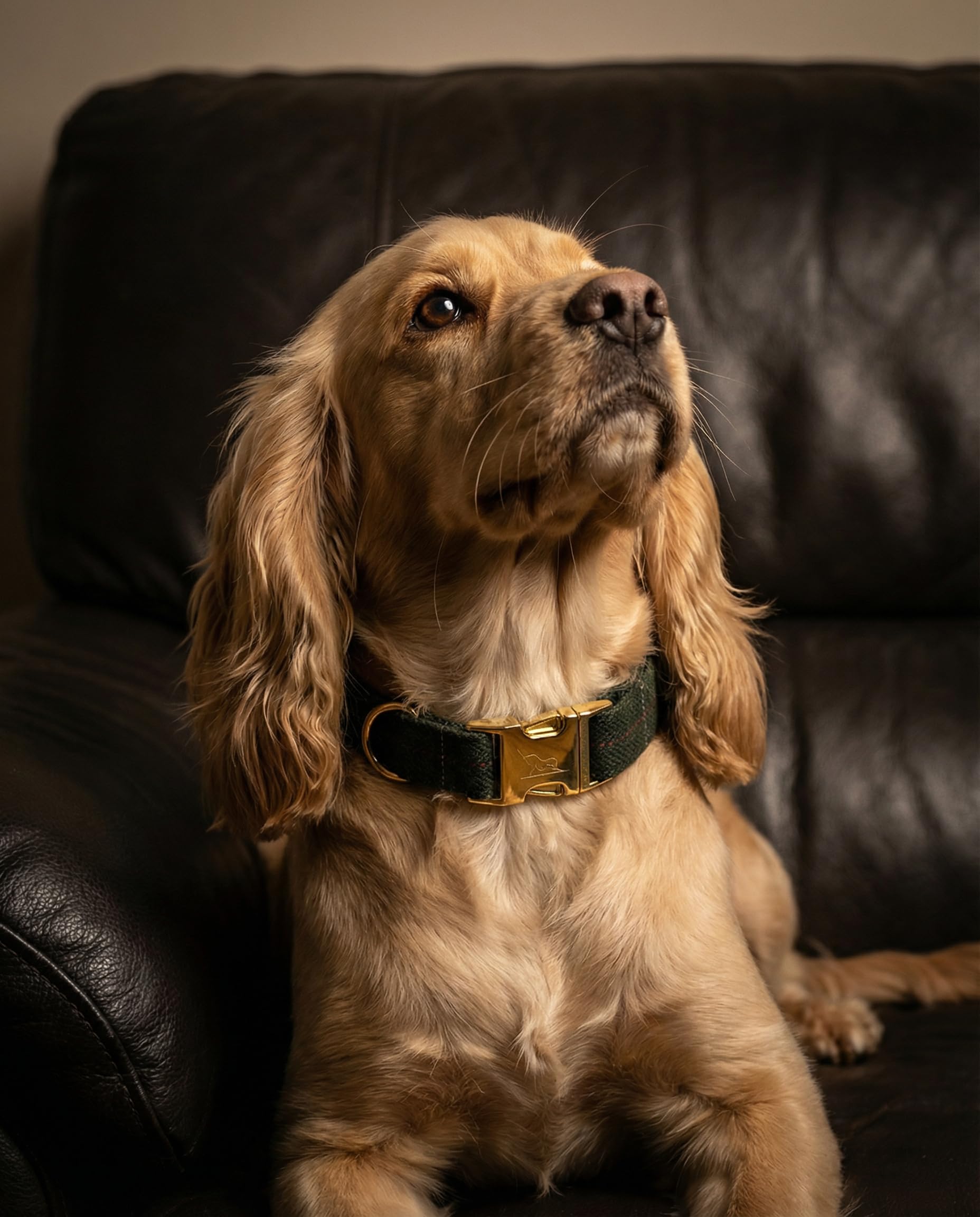 Collar para perro Oxford (Tweed Verde) con correa, M/L 39-59 cm | Dispensador de bolsas de excrementos incluido, herrajes dorados para perros medianos y grandes, labrador, pastor alemán